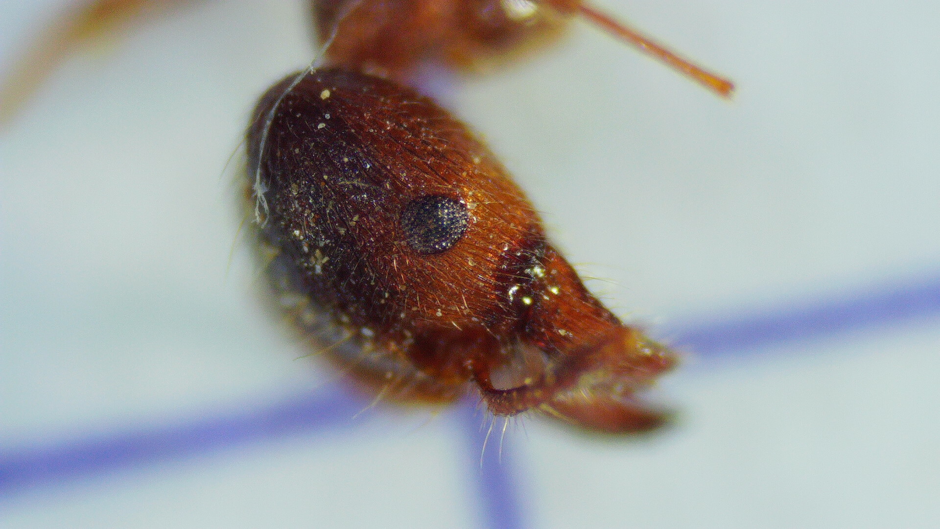 Pheidole megacephala — image 11