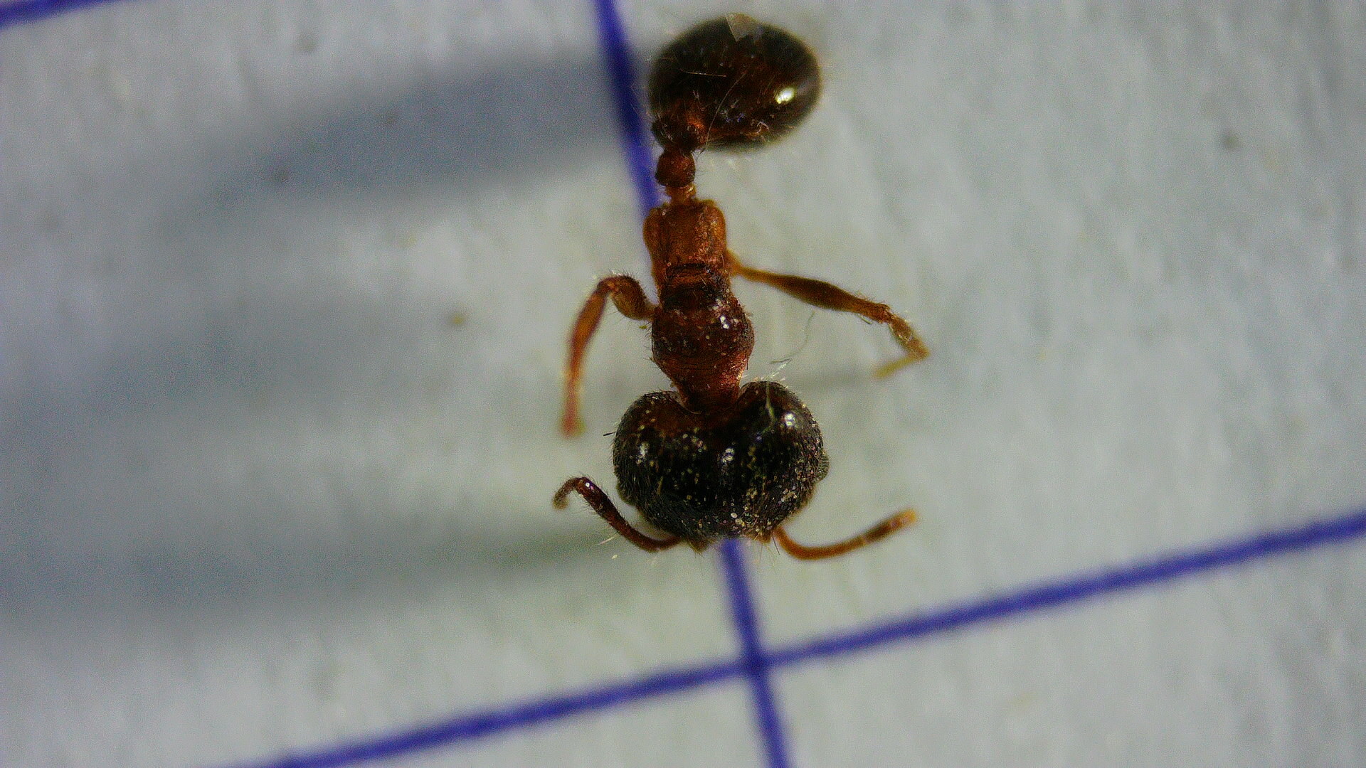 Pheidole megacephala — image 2