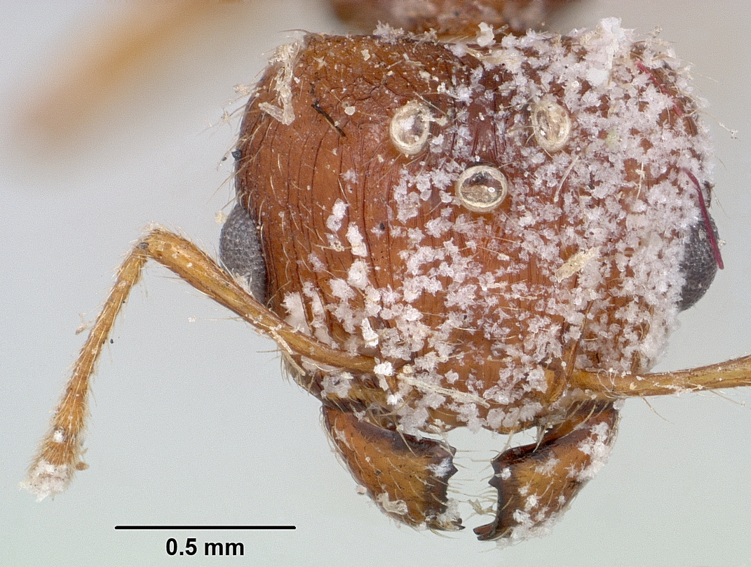 Pheidole megacephala — image 9