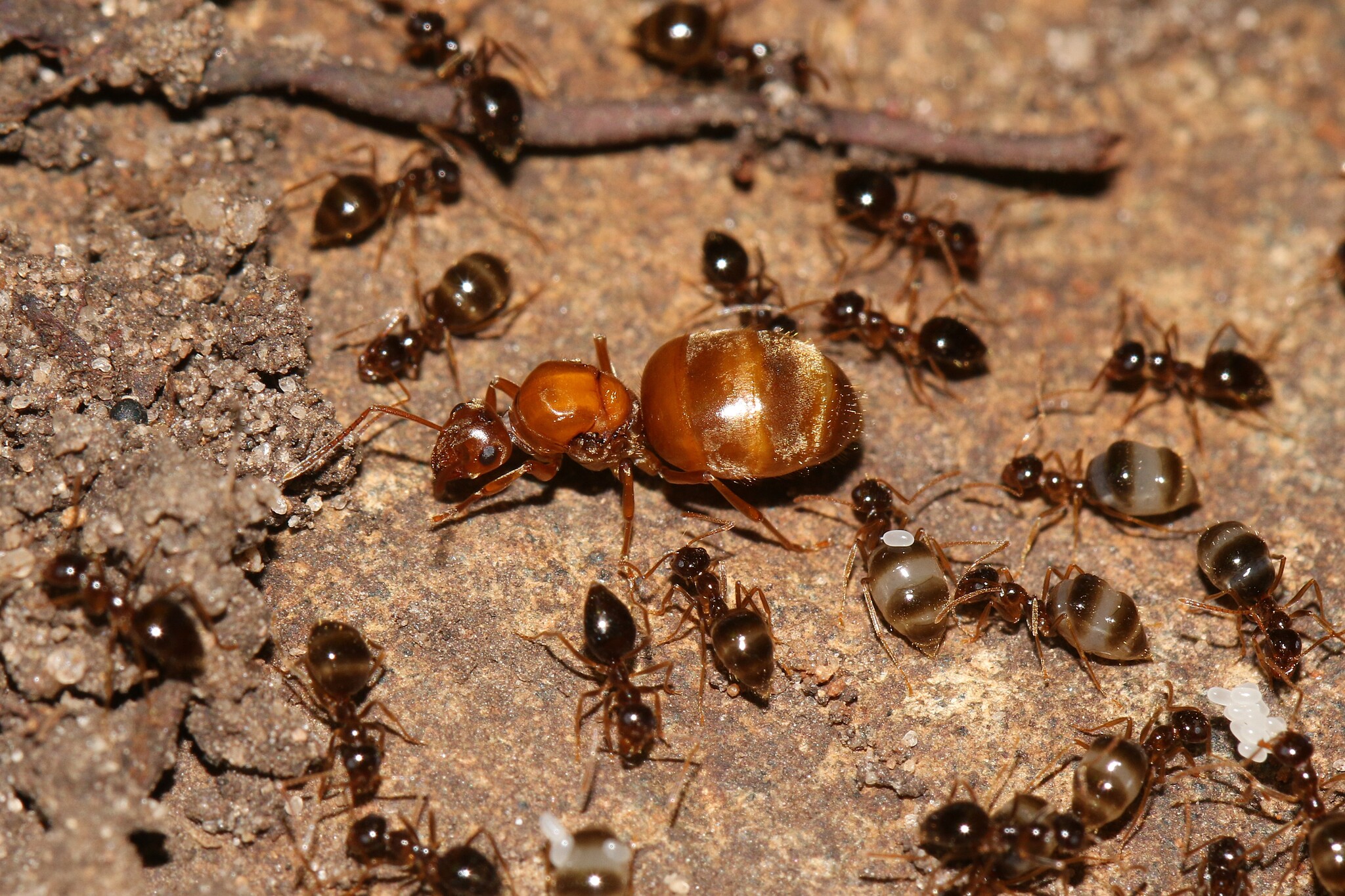 Prenolepis imparis — image 14