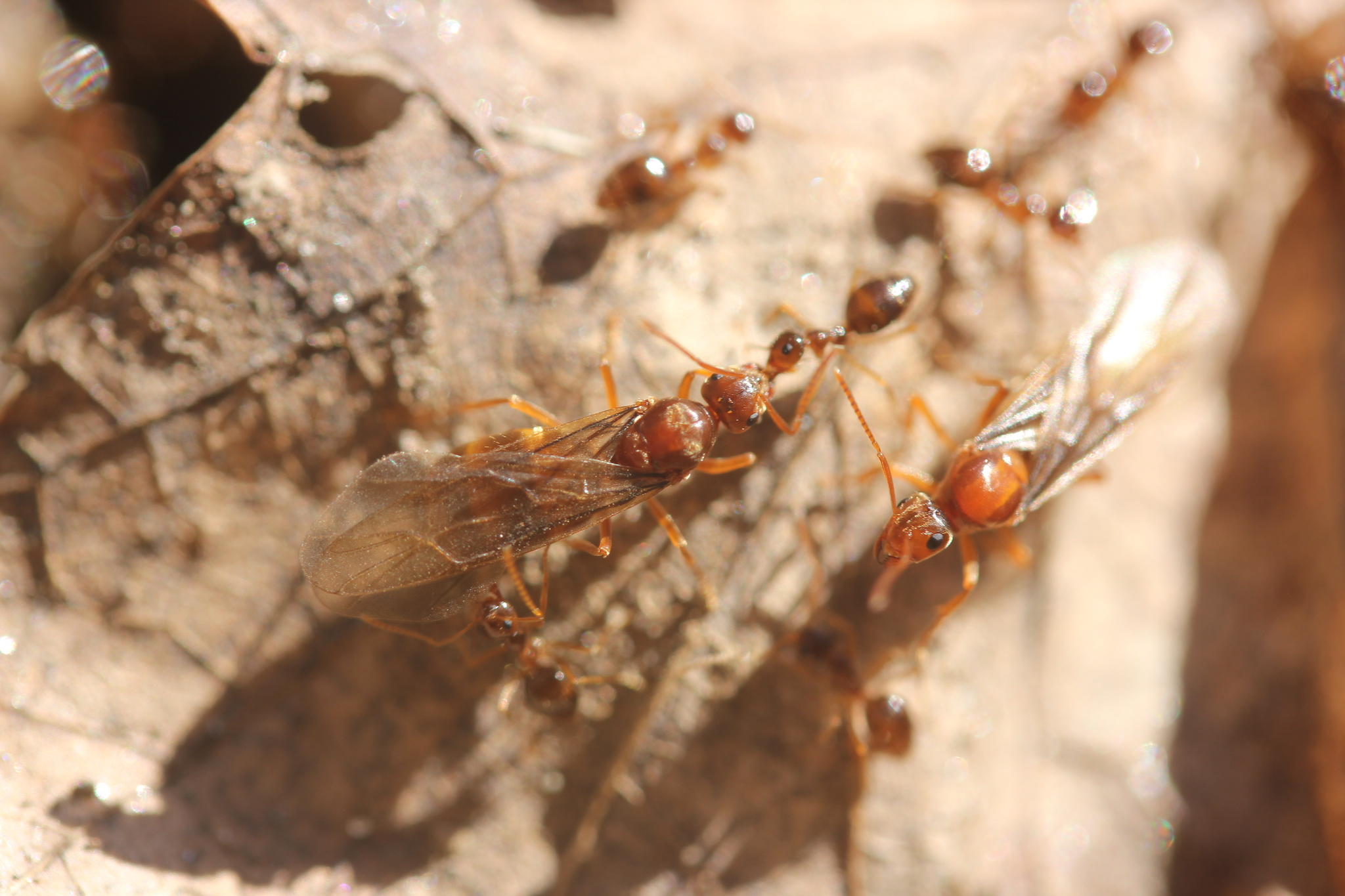Prenolepis imparis — image 13