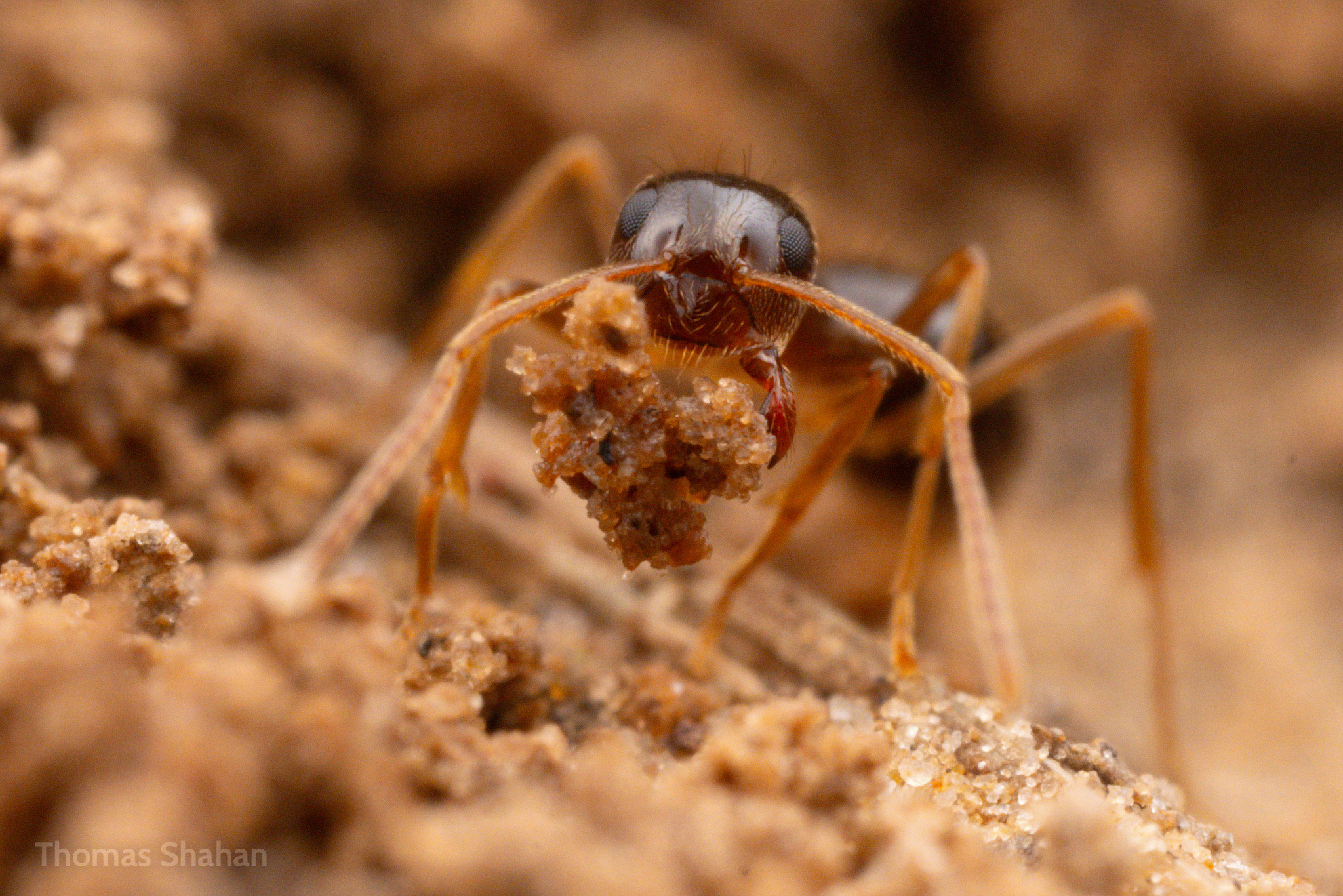 Prenolepis imparis — image 3