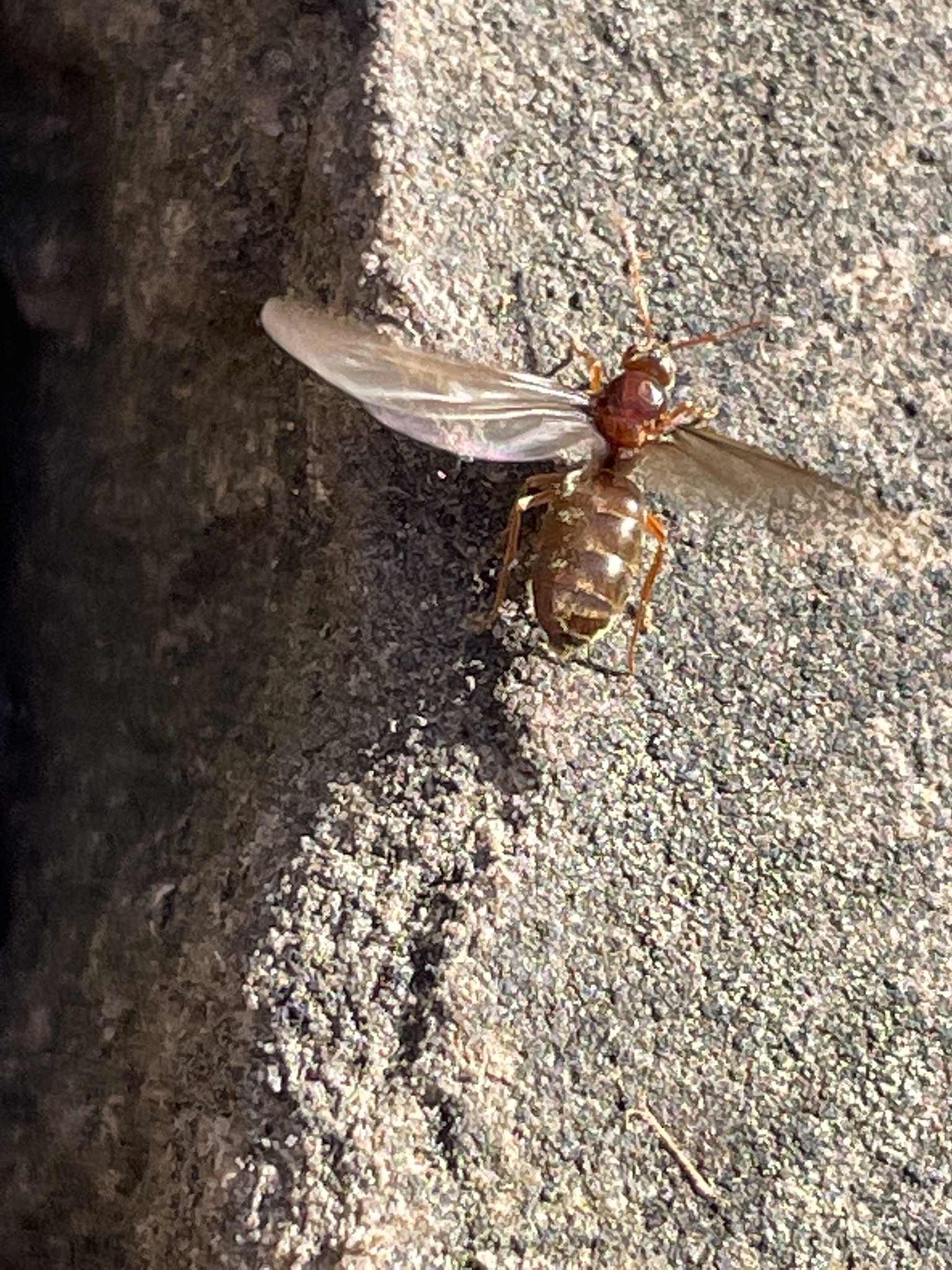 Prenolepis imparis — image 11
