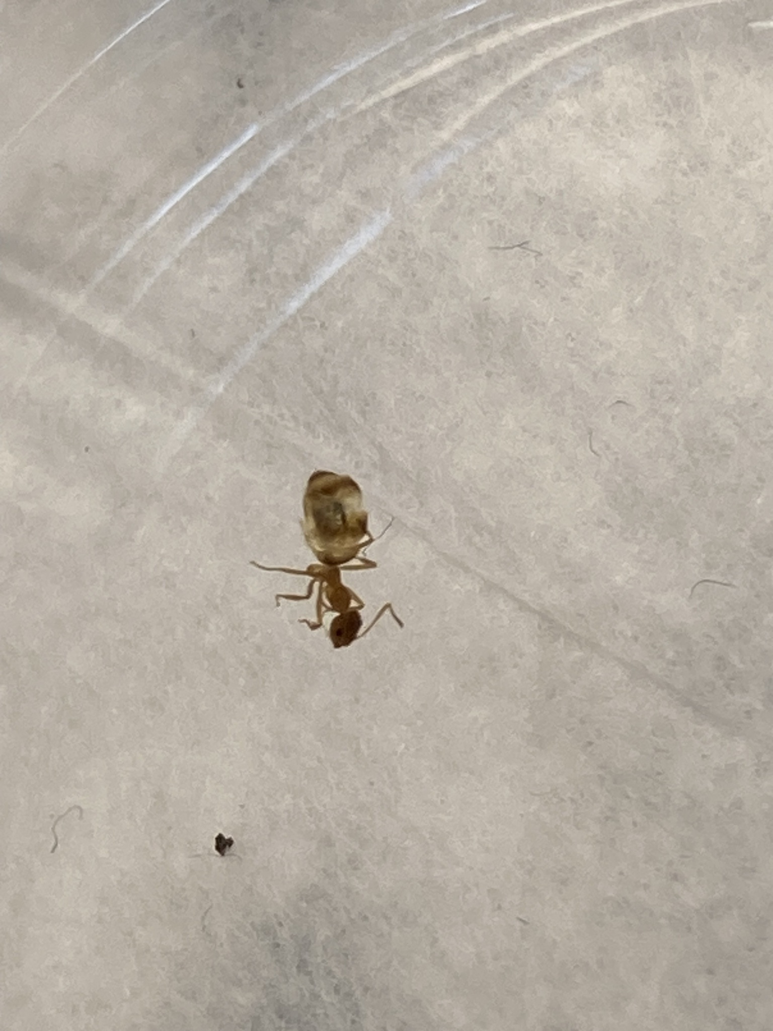 Prenolepis imparis — image 19
