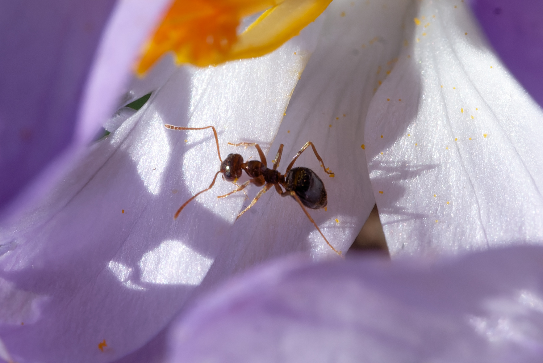 Prenolepis imparis — image 2