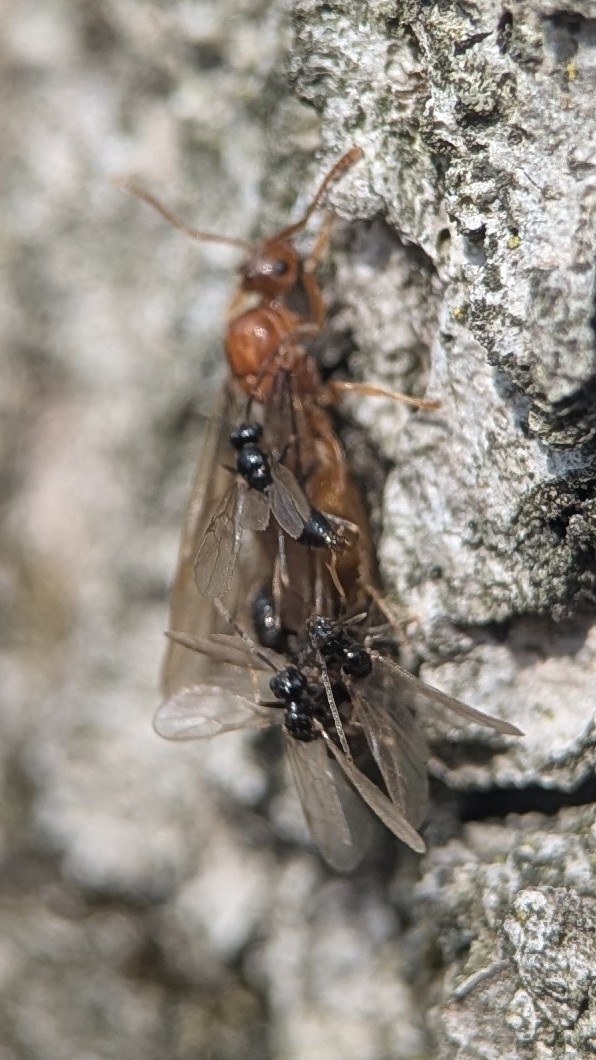 Prenolepis imparis — image 16