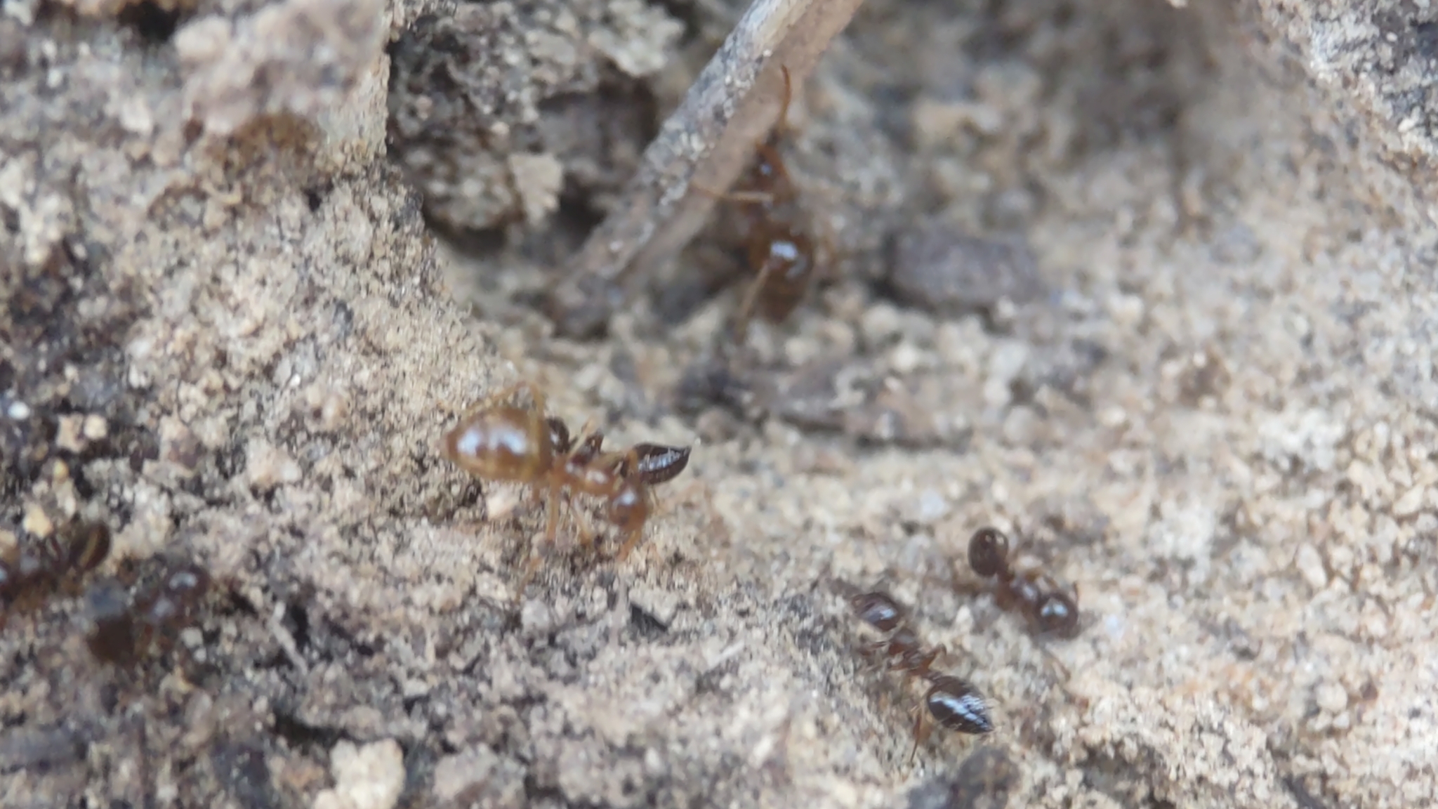 Prenolepis imparis — image 7