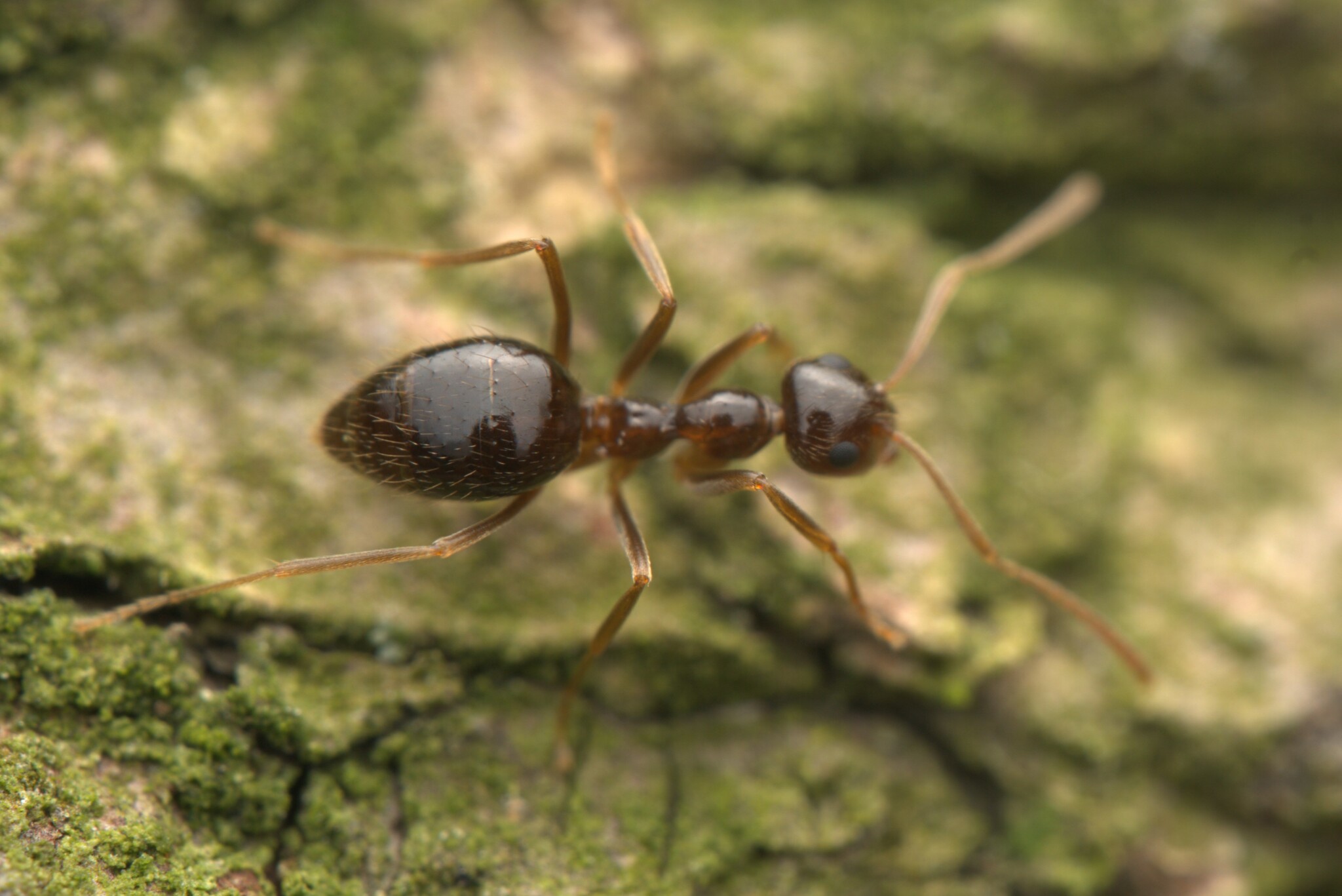 Prenolepis imparis — image 12