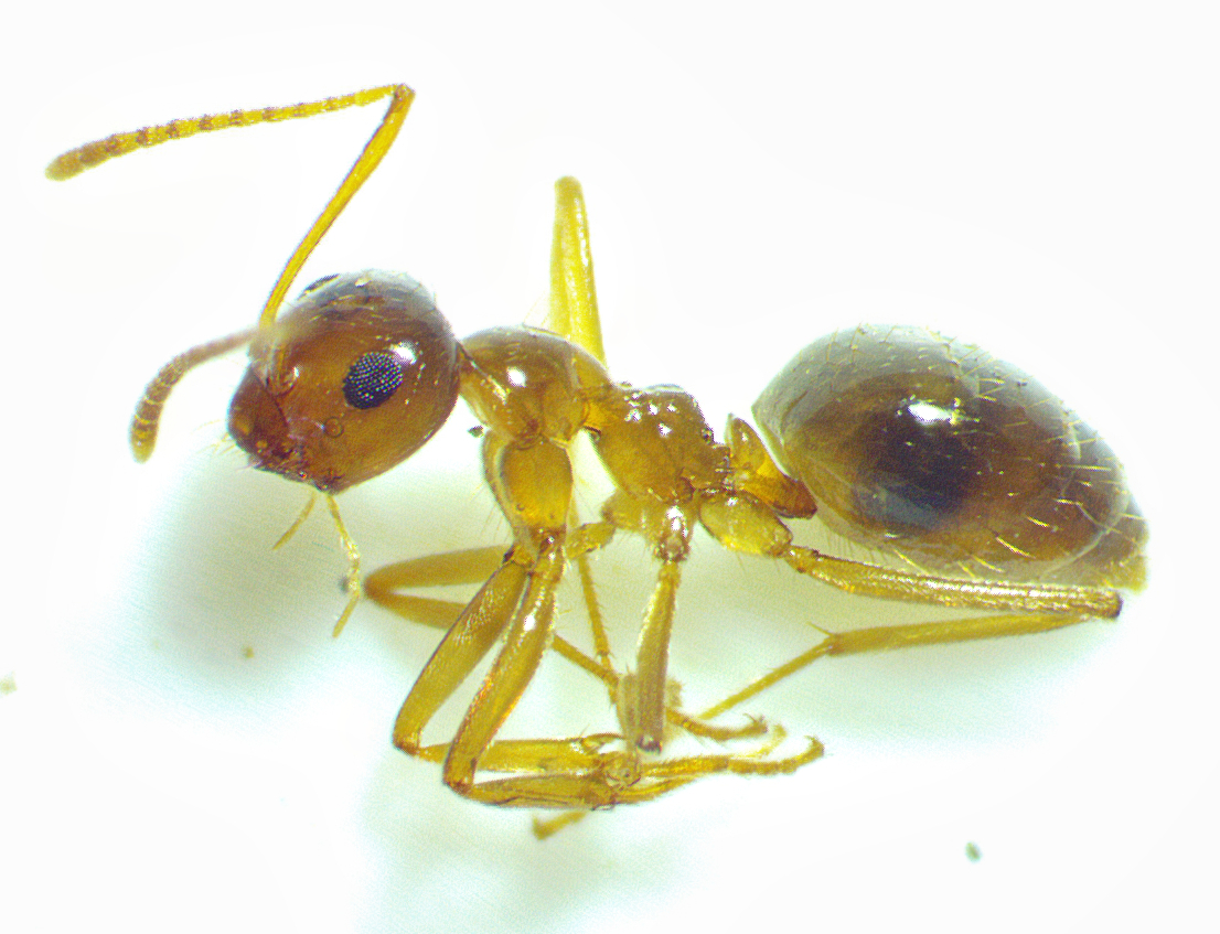 Prenolepis imparis — image 6