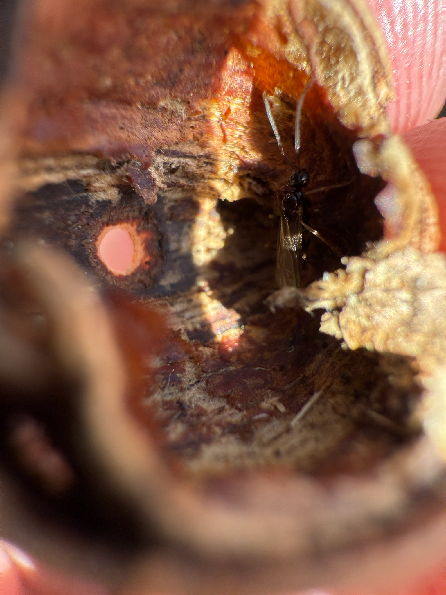 Prenolepis imparis — image 5