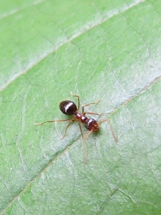 Prenolepis imparis — image 8