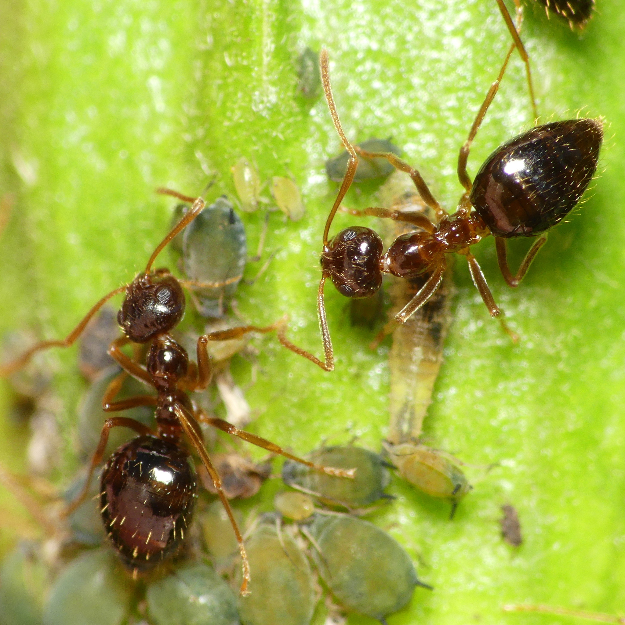 Prenolepis imparis — image 4