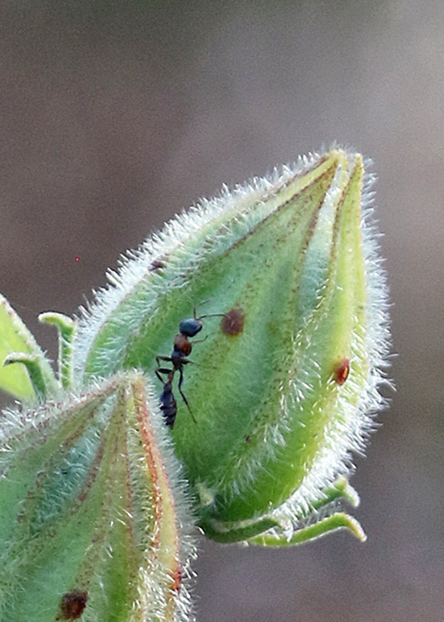 Pseudomyrmex gracilis — image 11