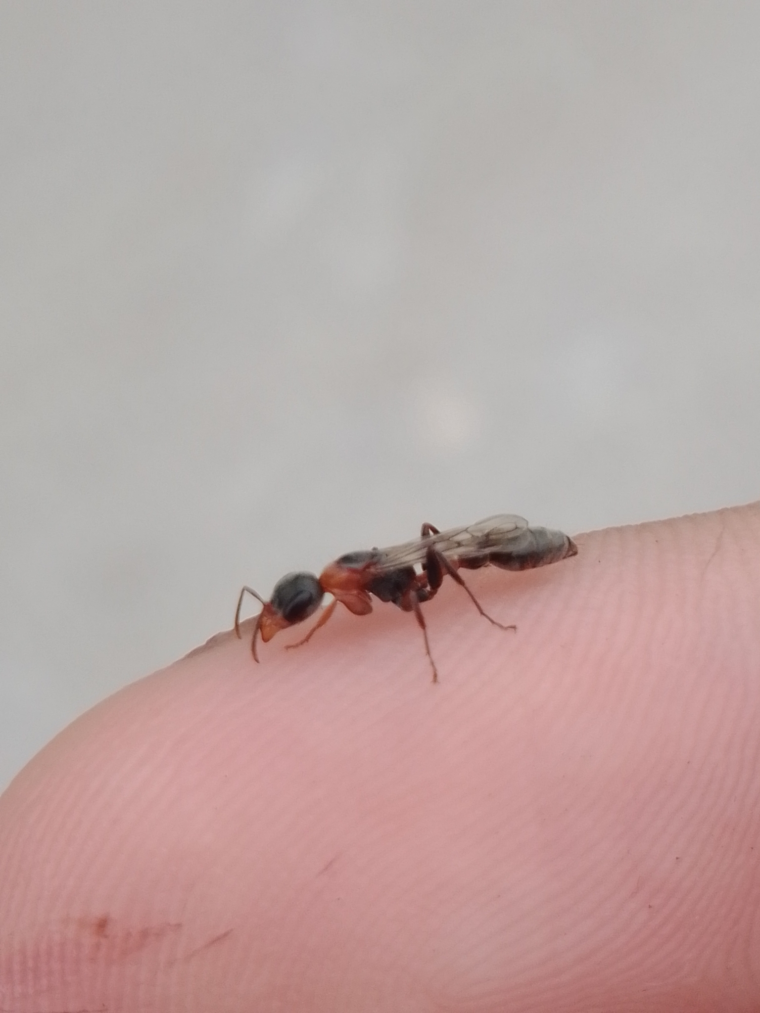 Pseudomyrmex gracilis — image 13