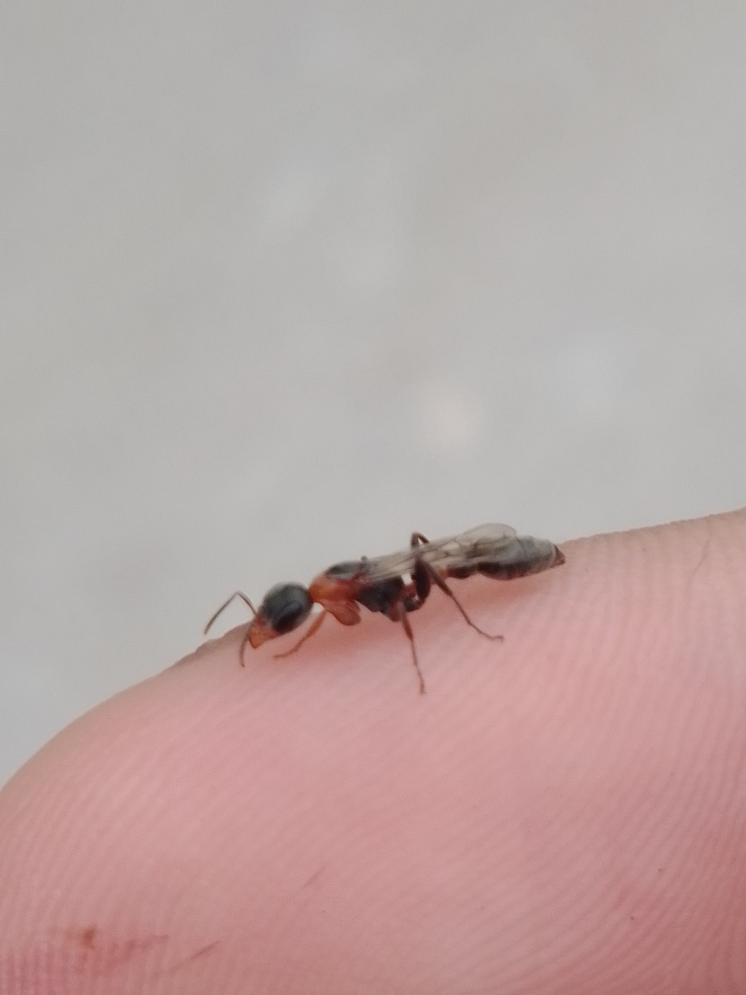 Pseudomyrmex gracilis — image 14