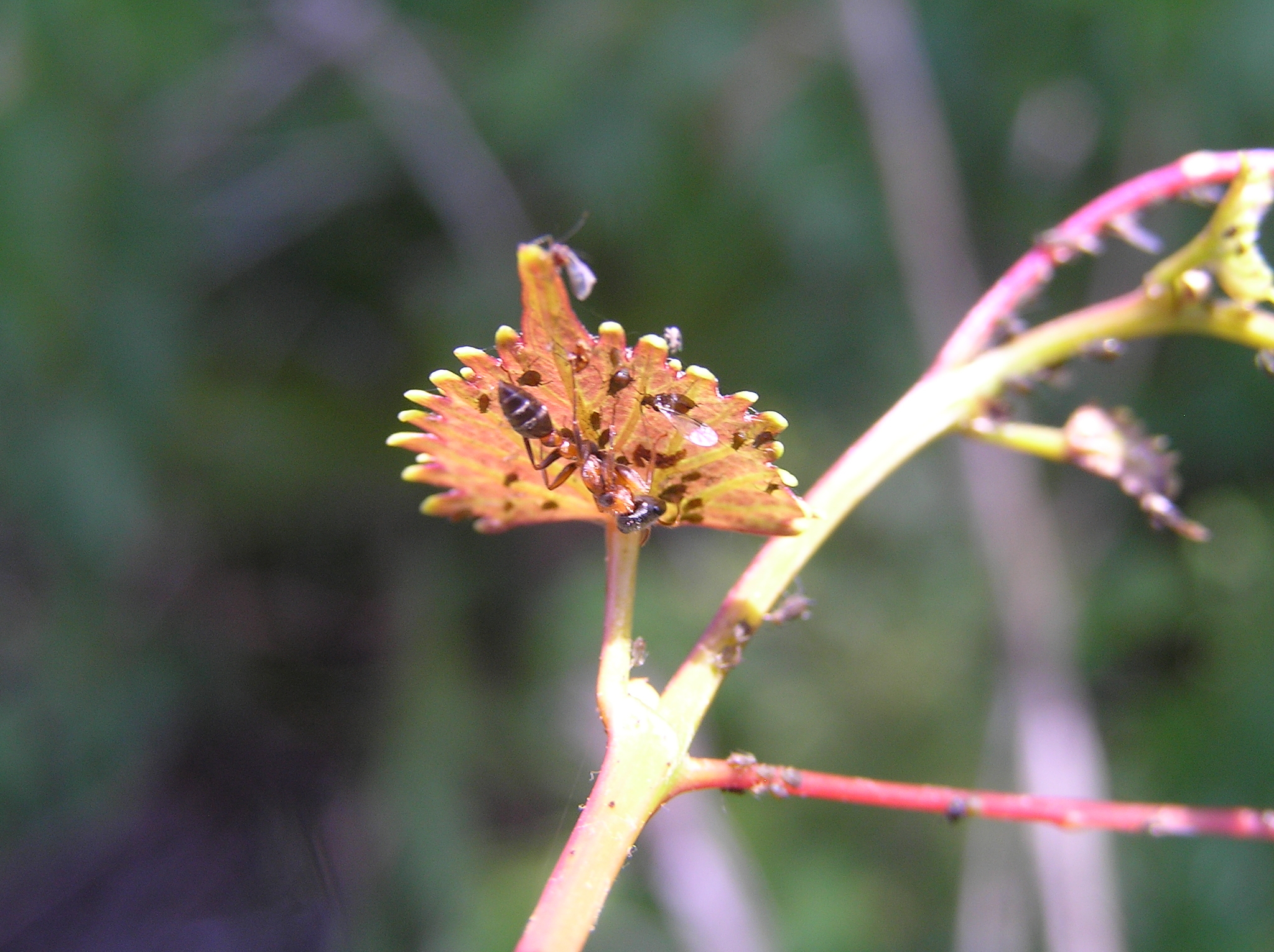 Pseudomyrmex gracilis — image 7