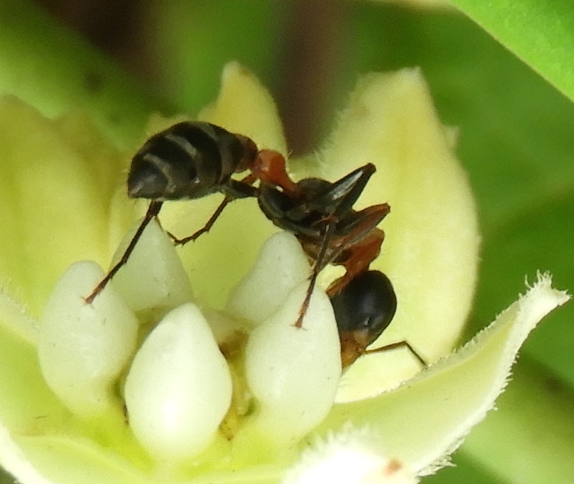 Pseudomyrmex gracilis — image 8