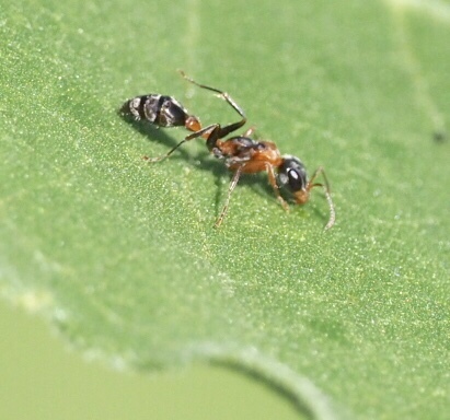 Pseudomyrmex gracilis — image 4