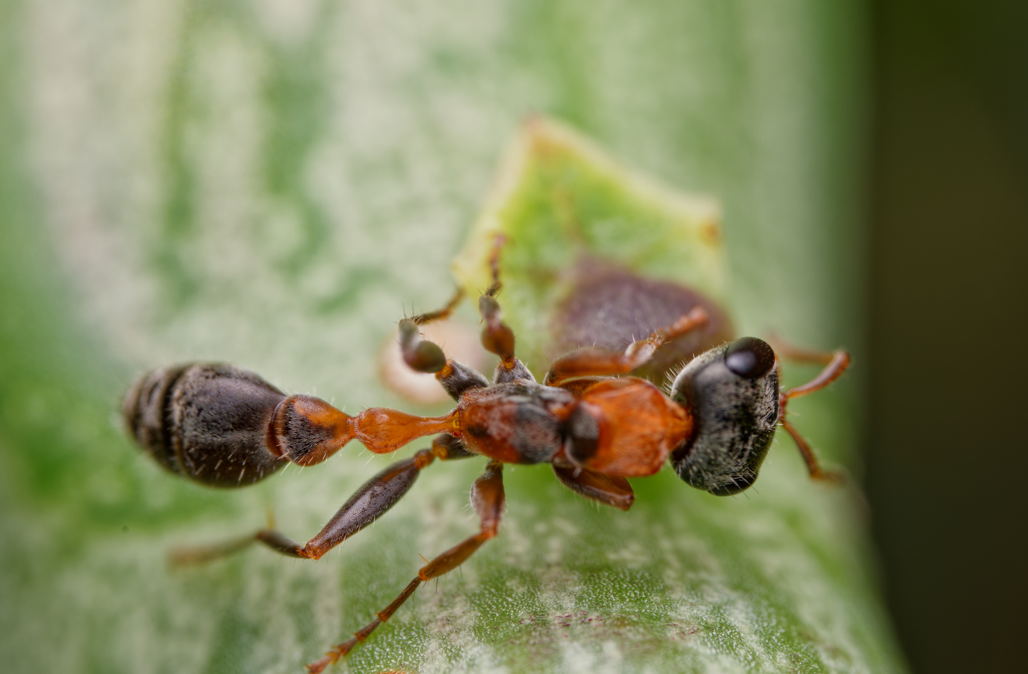 Pseudomyrmex gracilis — image 9
