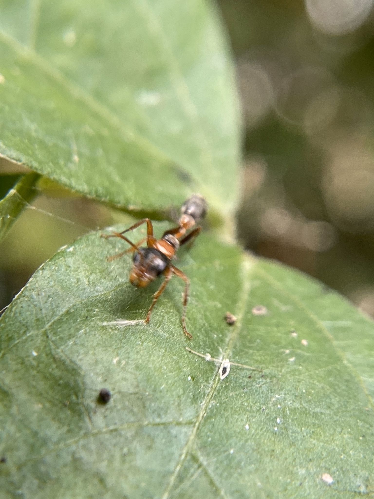 Pseudomyrmex gracilis — image 5