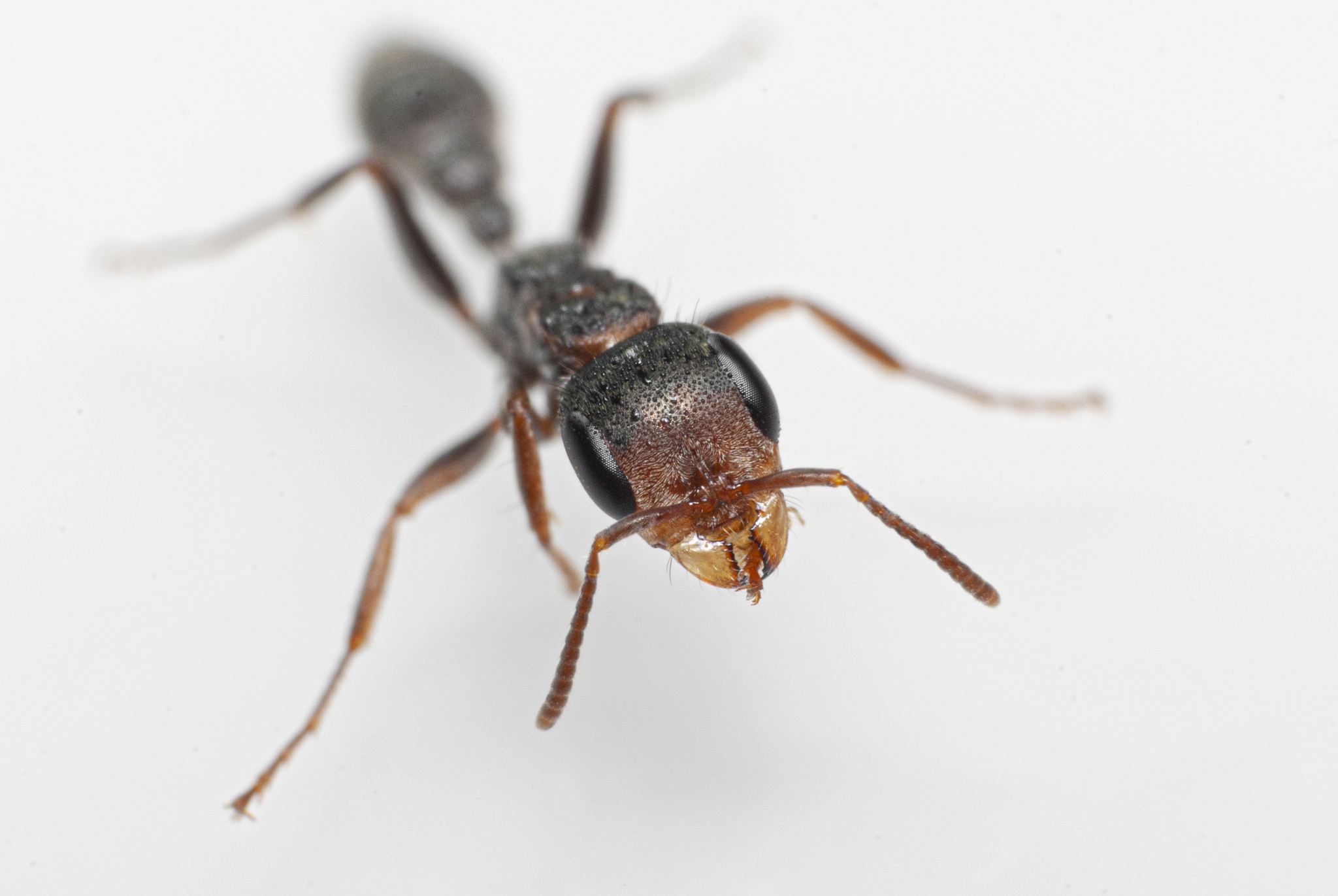 Pseudomyrmex gracilis — image 6