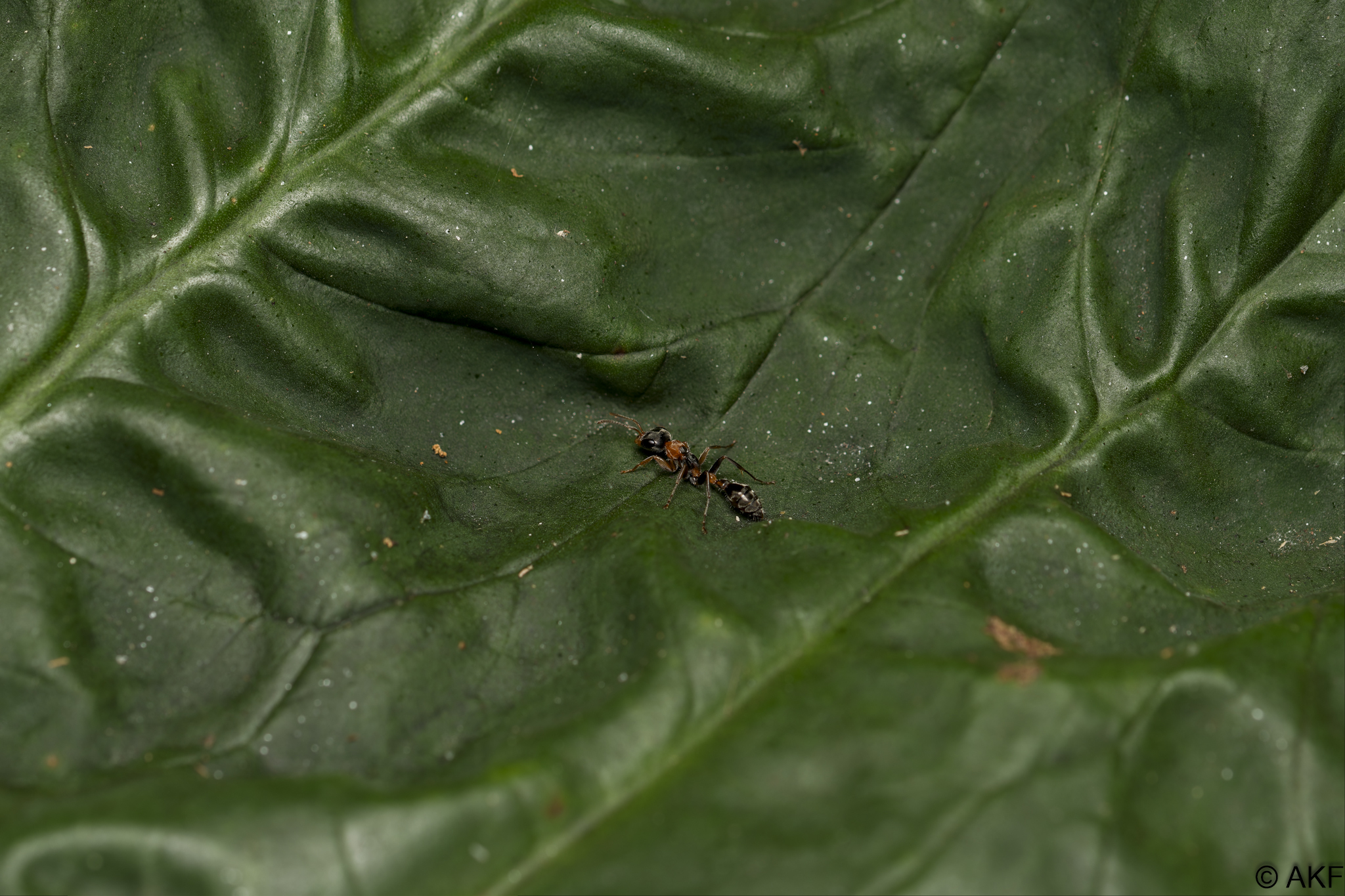 Pseudomyrmex gracilis — image 3