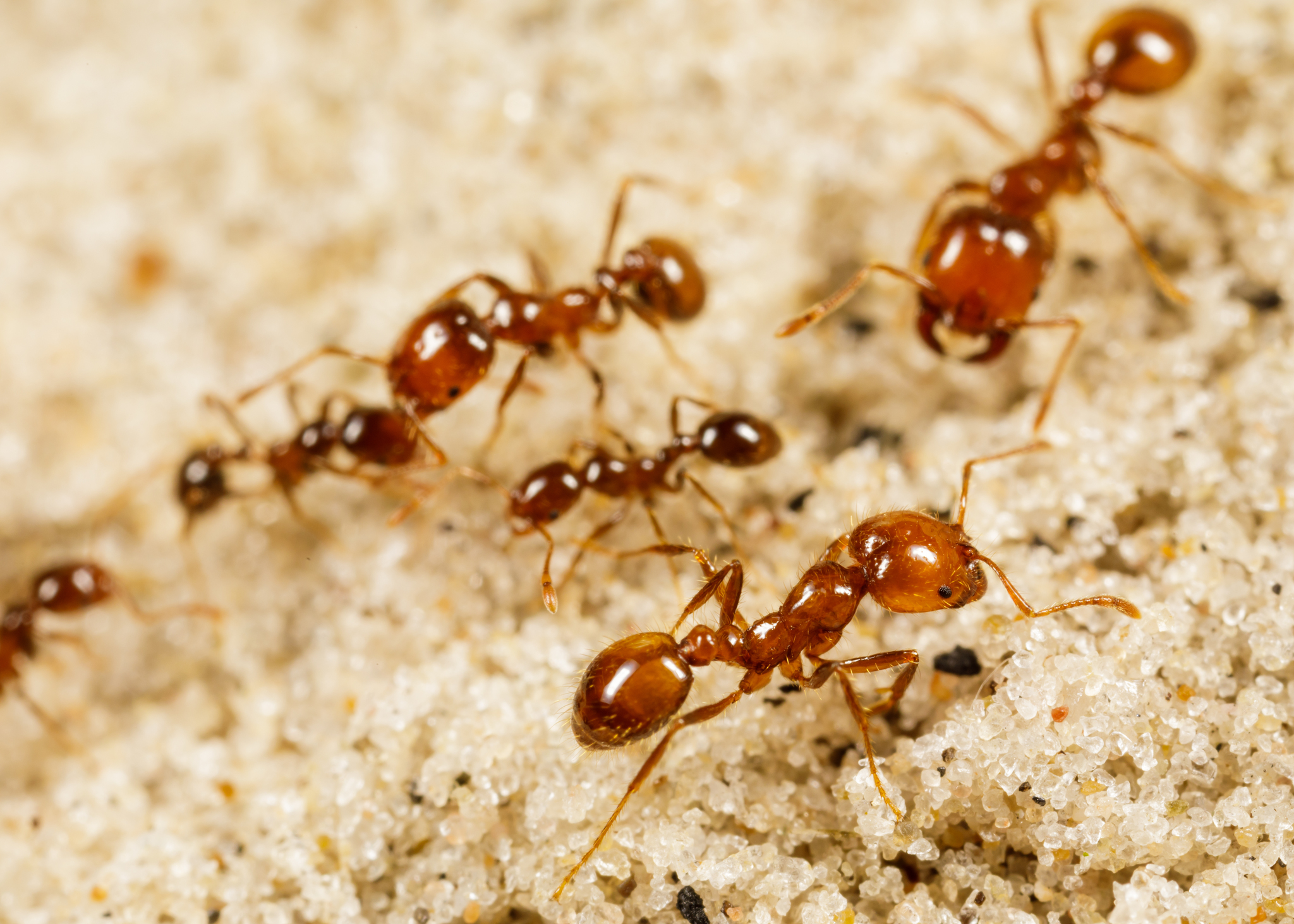 Solenopsis geminata — صورة 7