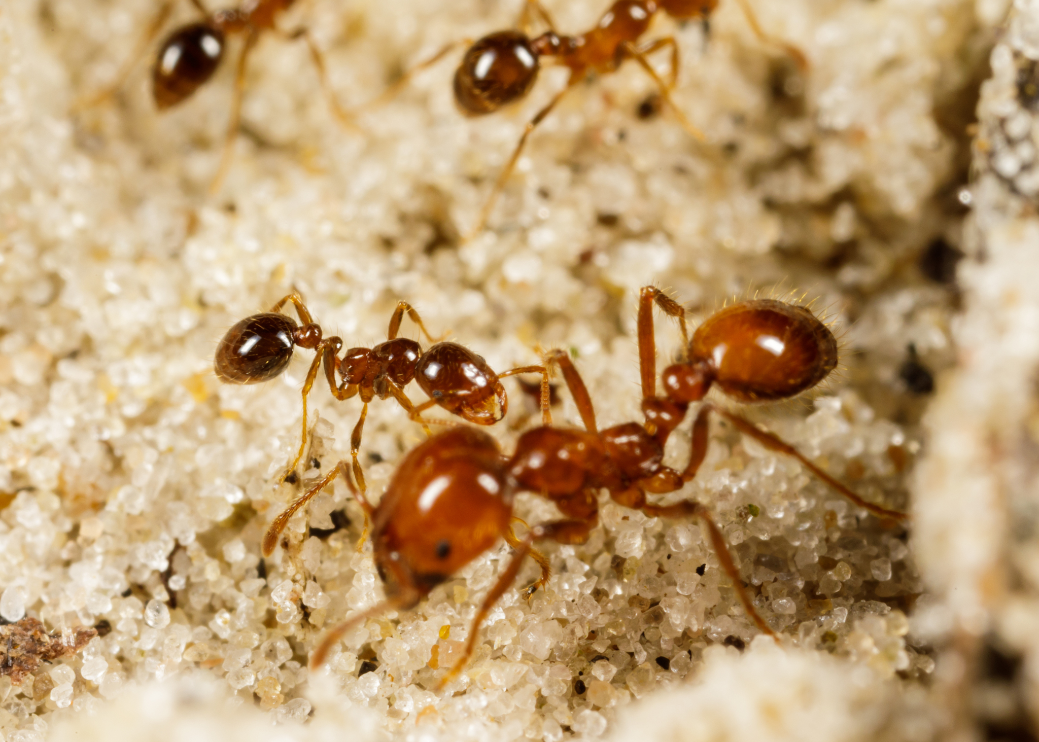 Solenopsis geminata — image 11