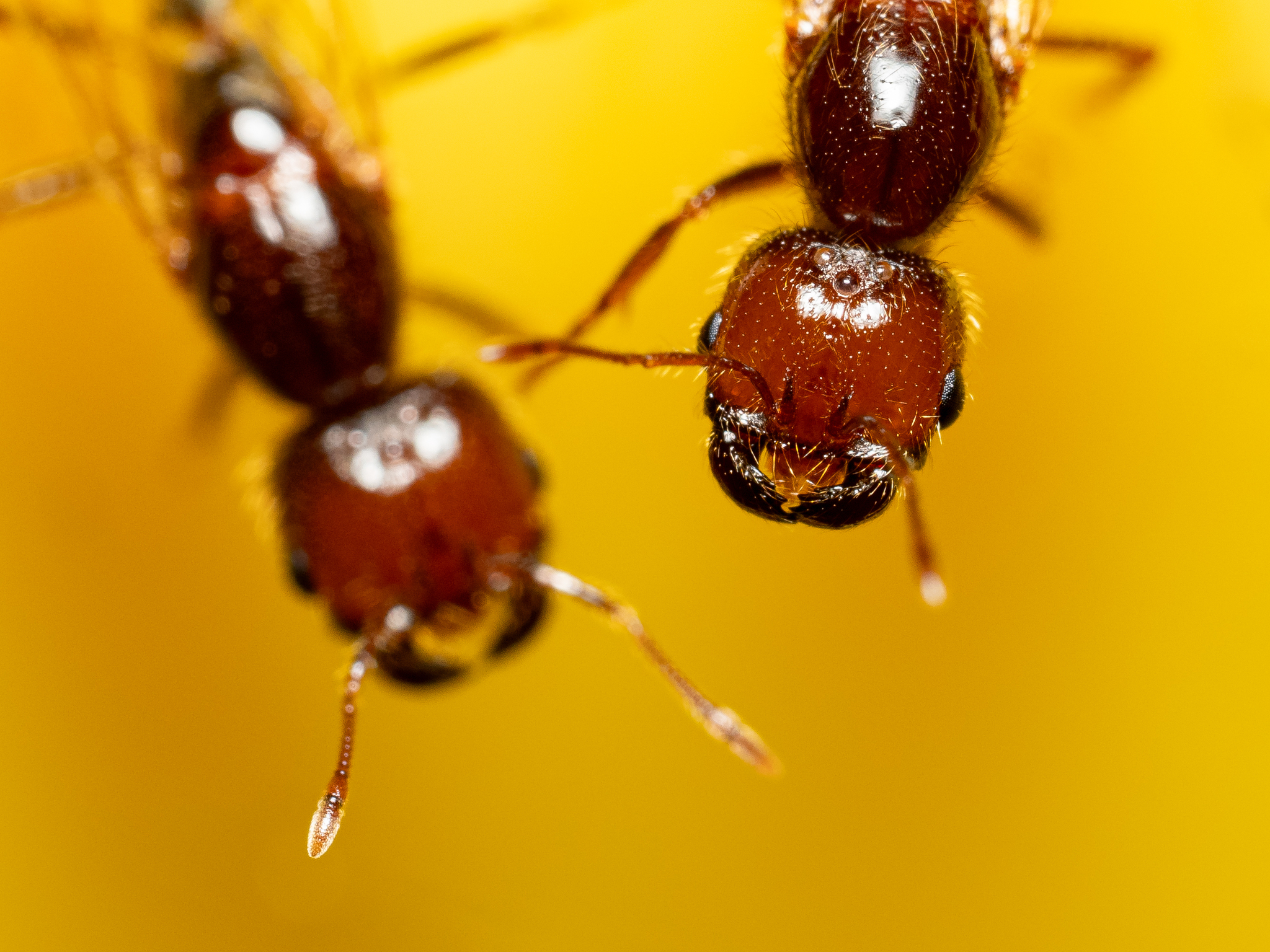 Solenopsis geminata — image 14