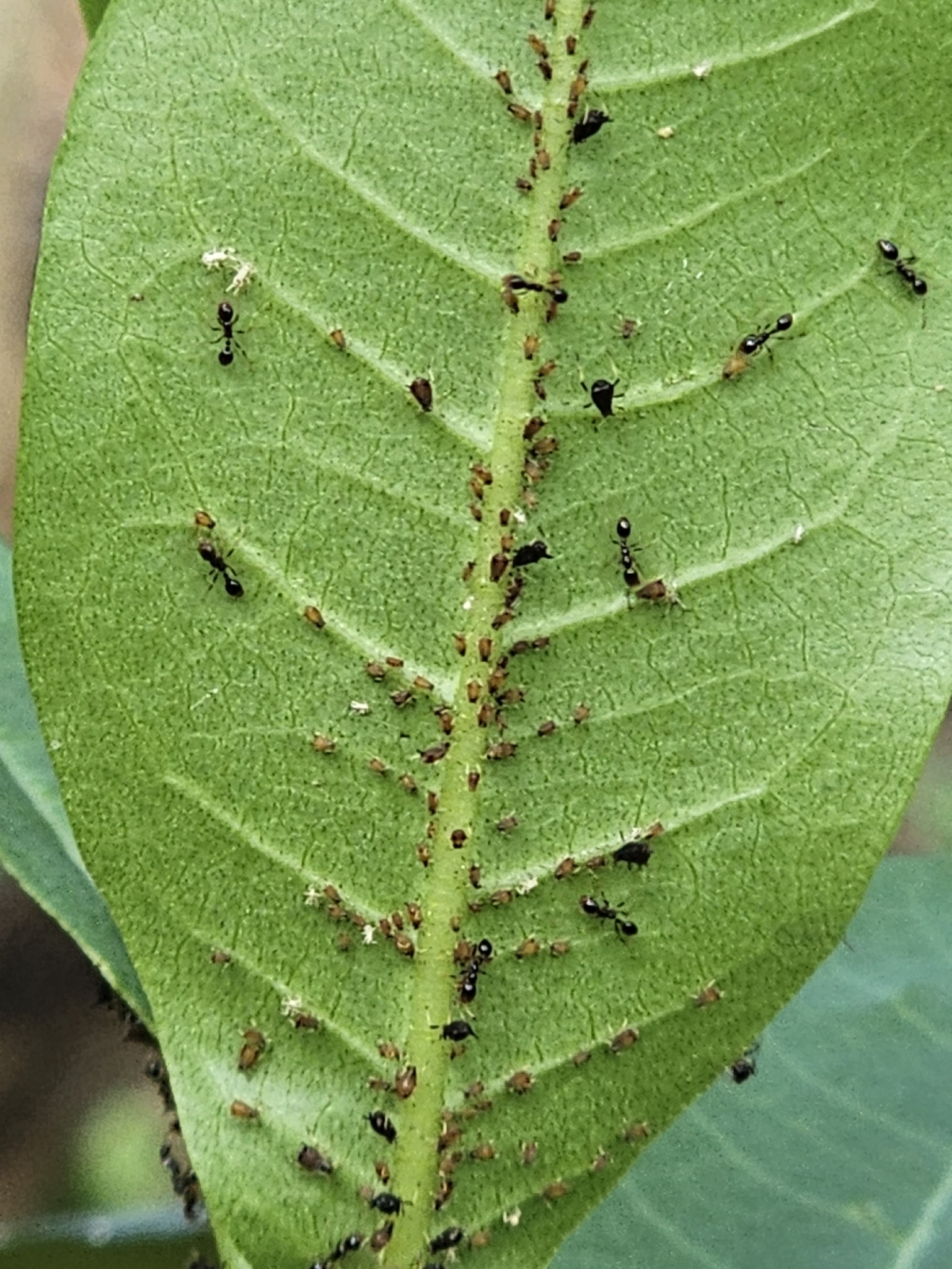 Solenopsis geminata — صورة 2
