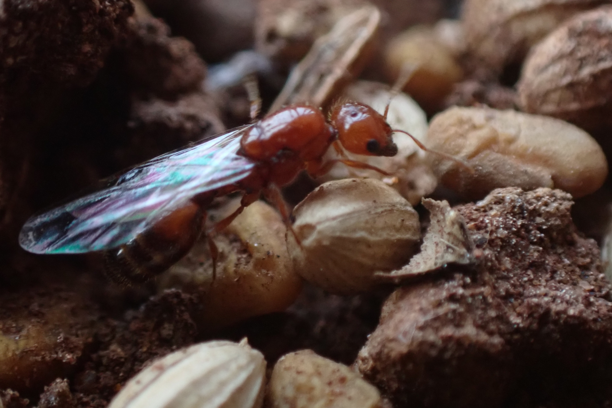 Solenopsis geminata — صورة 8