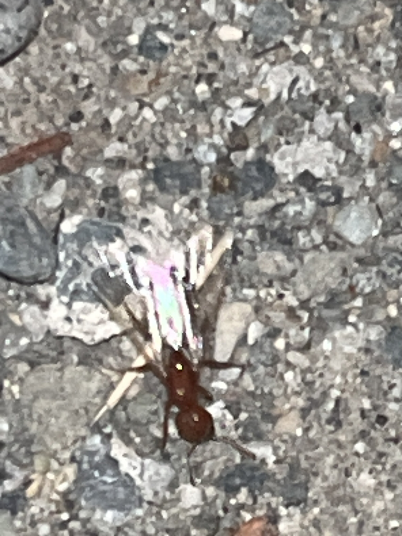 Solenopsis geminata — image 5
