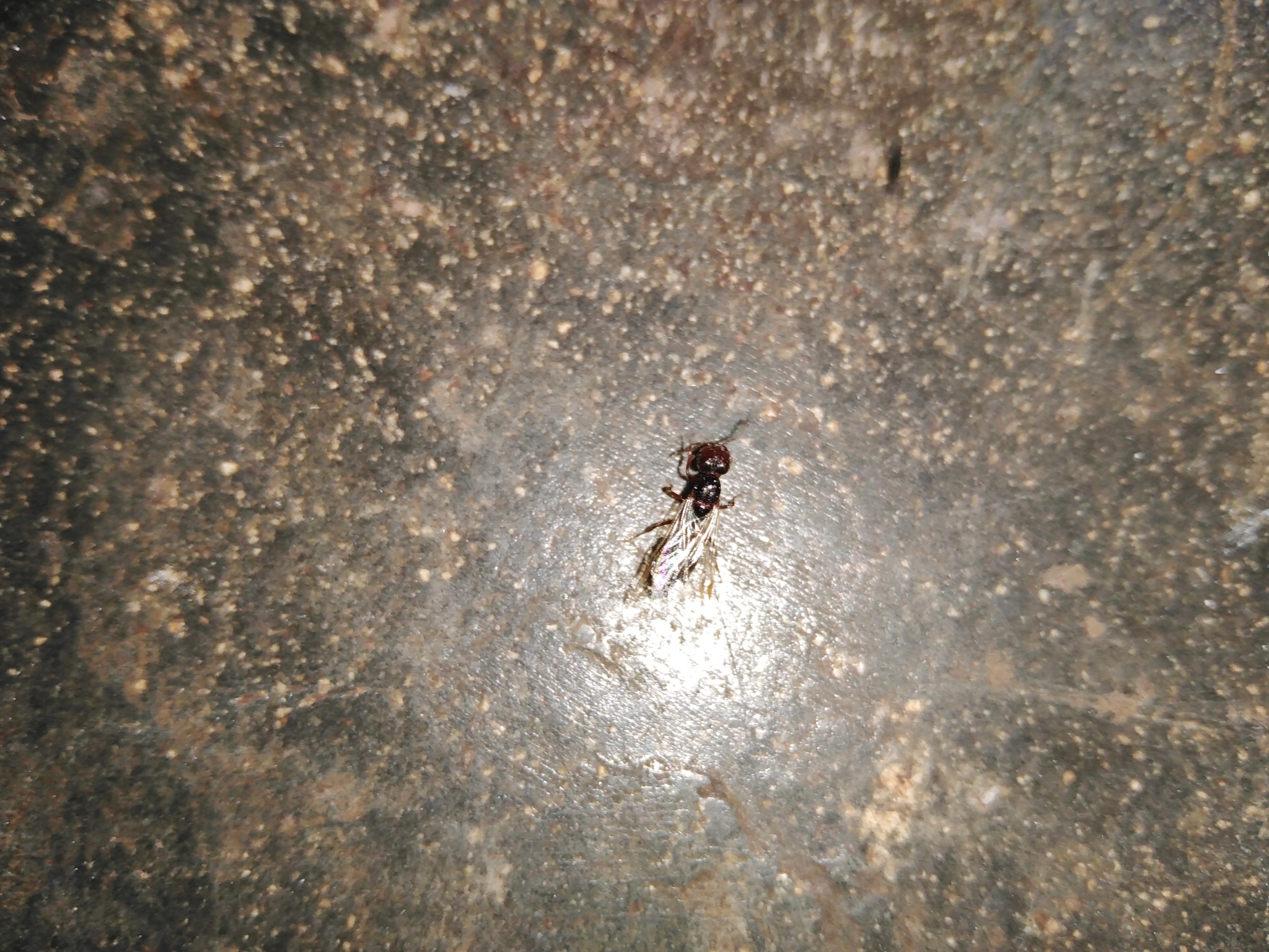 Solenopsis geminata — image 13