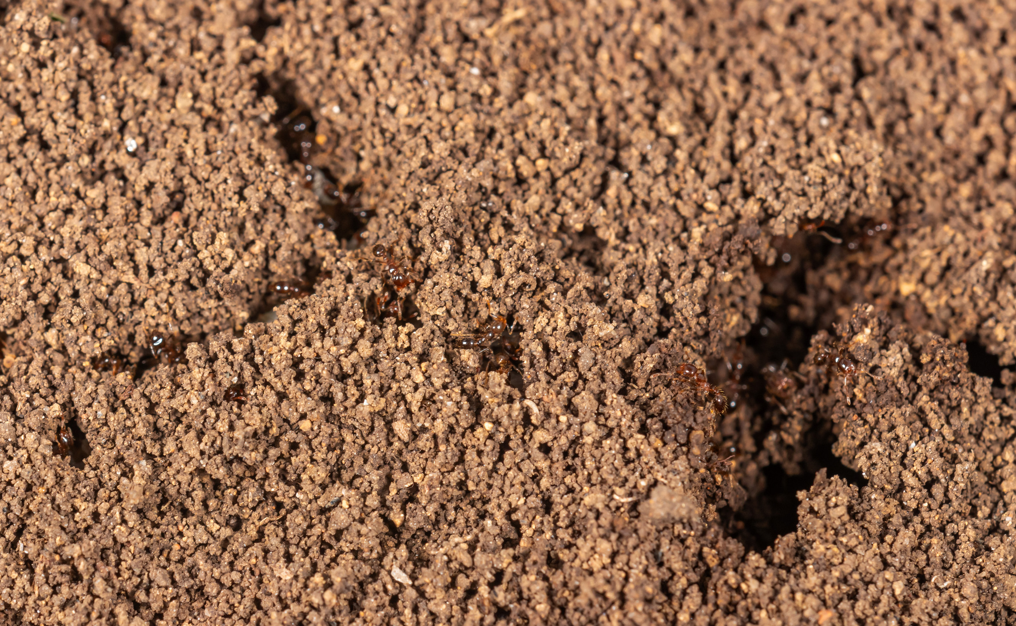 Solenopsis geminata — image 7