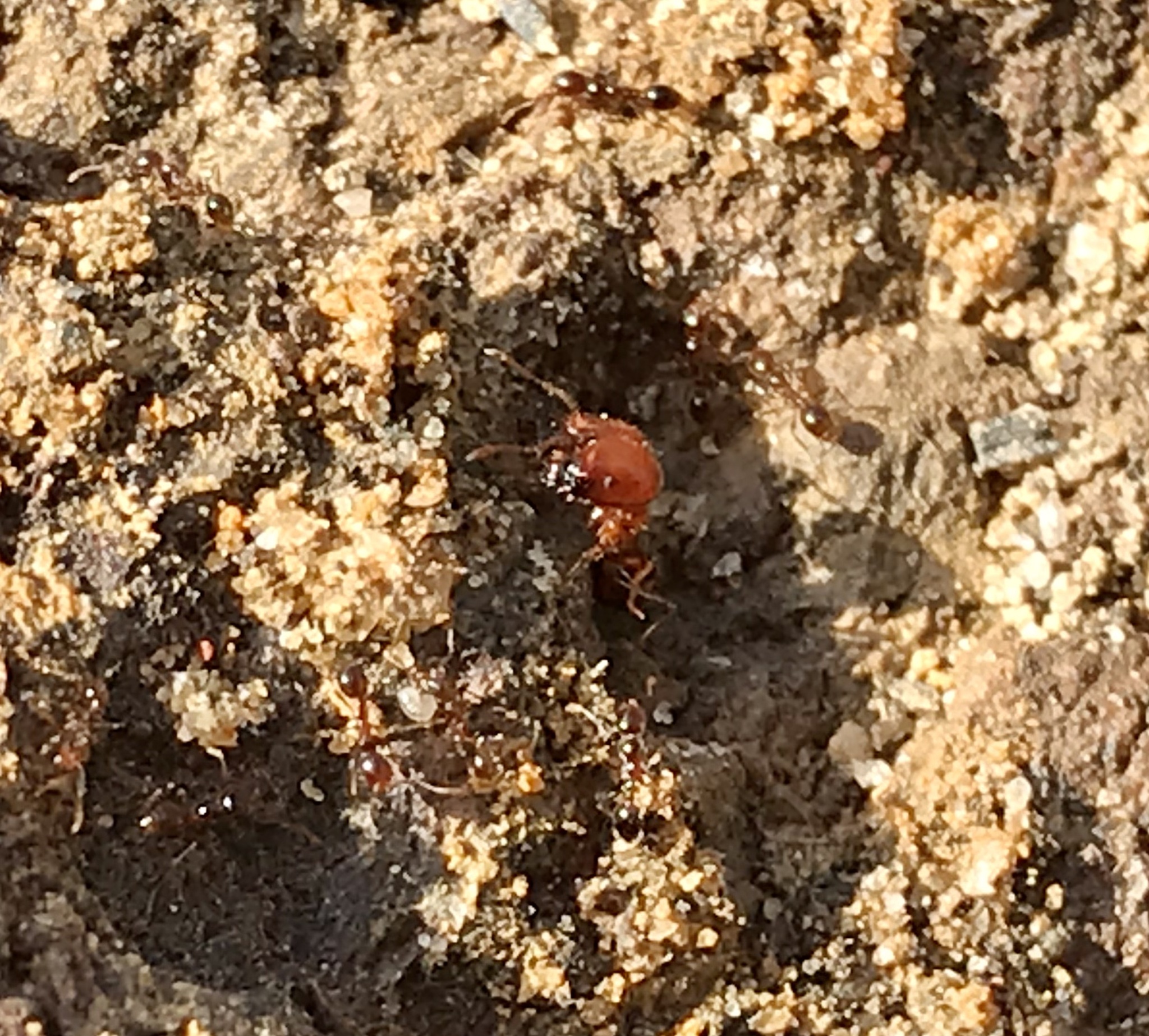 Solenopsis geminata — image 4