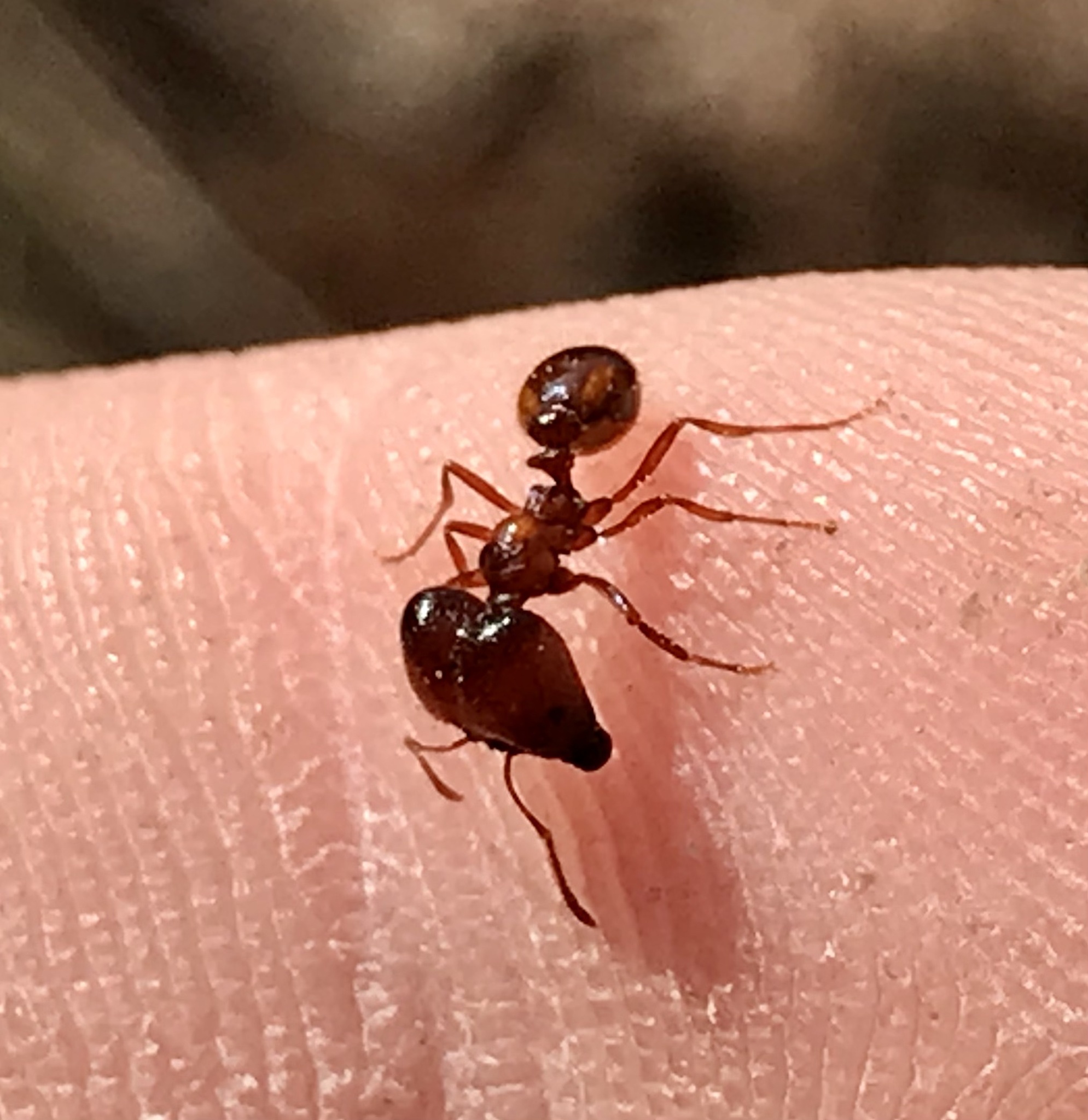 Solenopsis geminata — صورة 12
