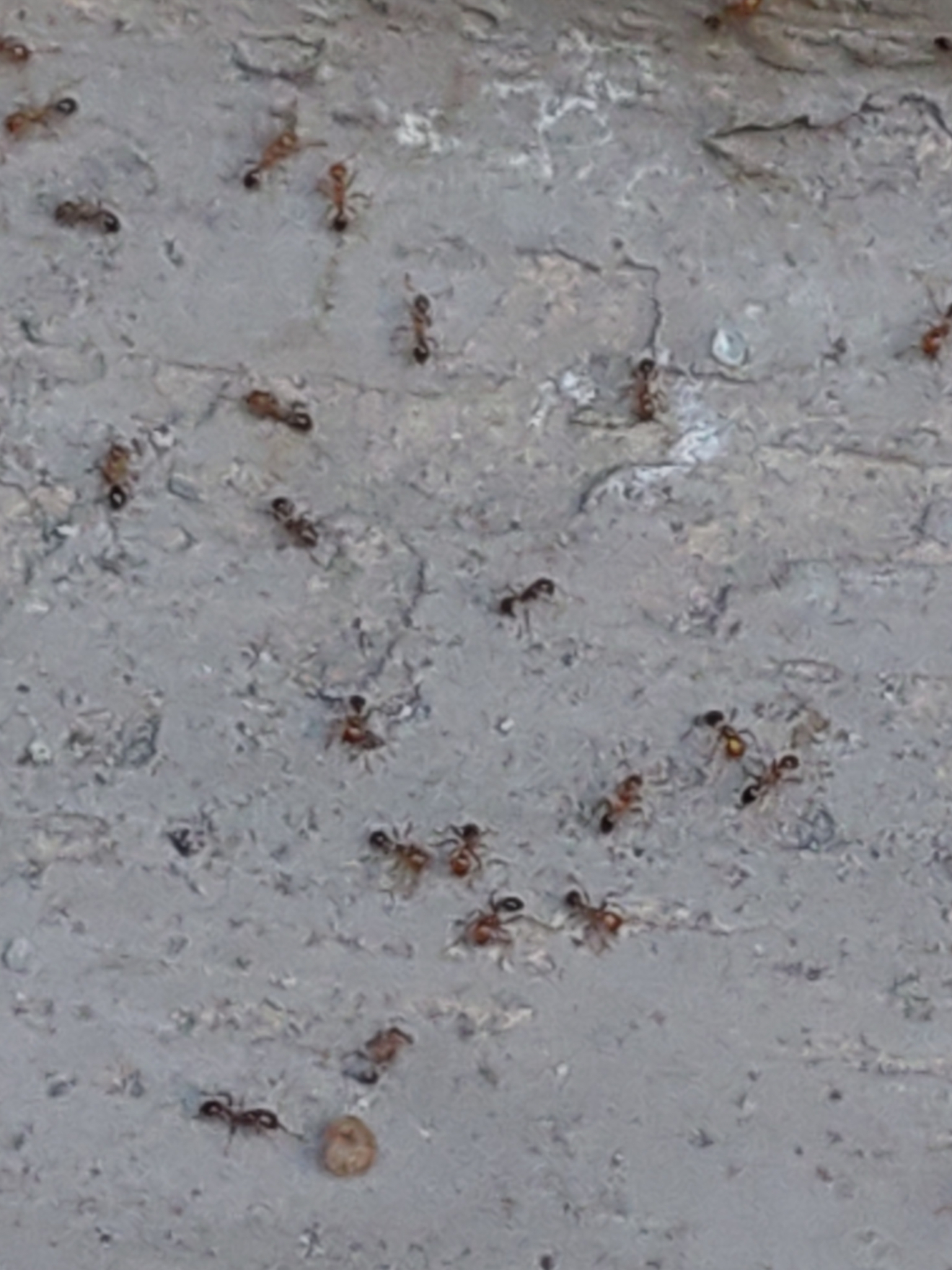 Solenopsis geminata — image 9