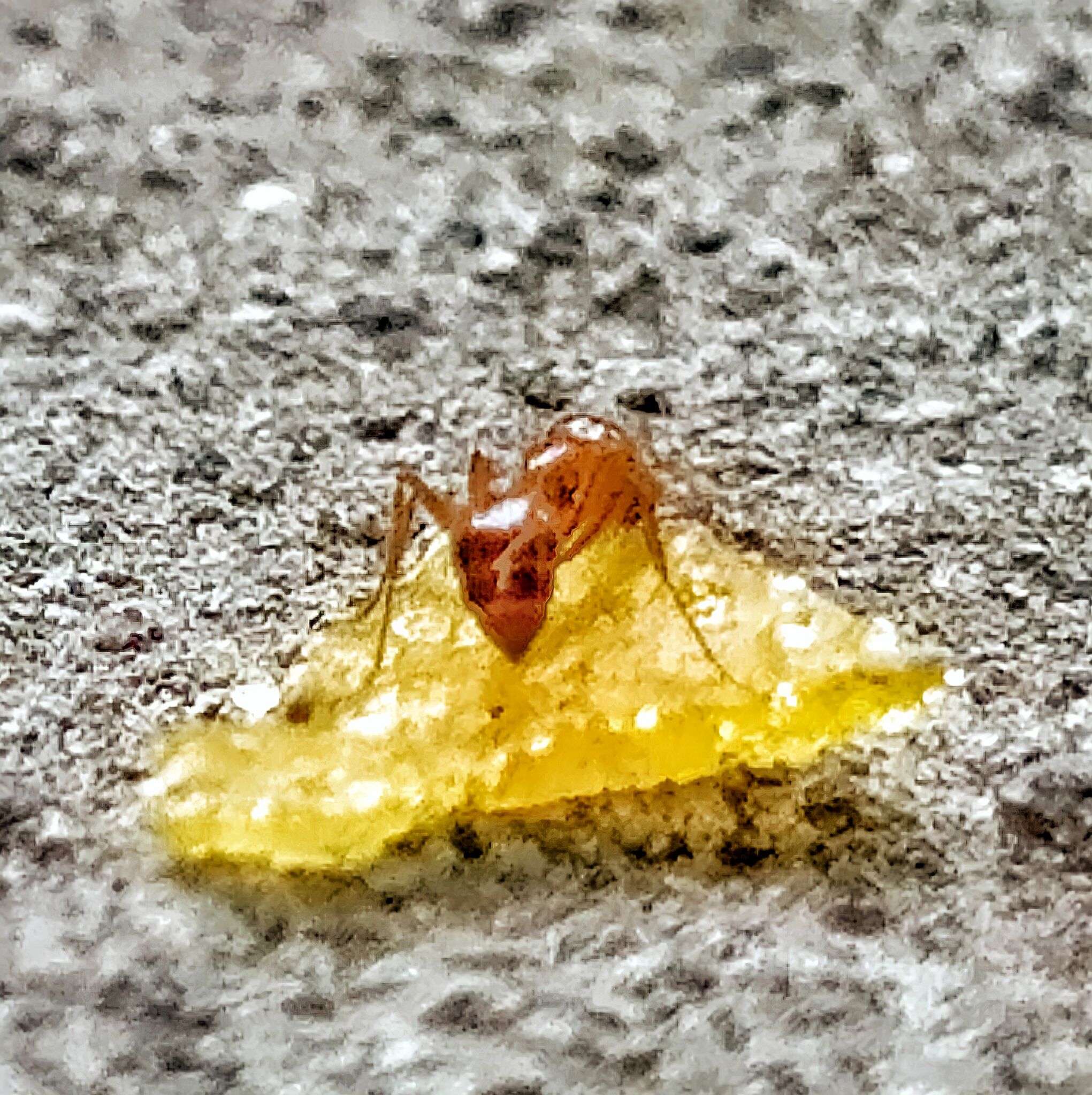 Solenopsis geminata — image 6