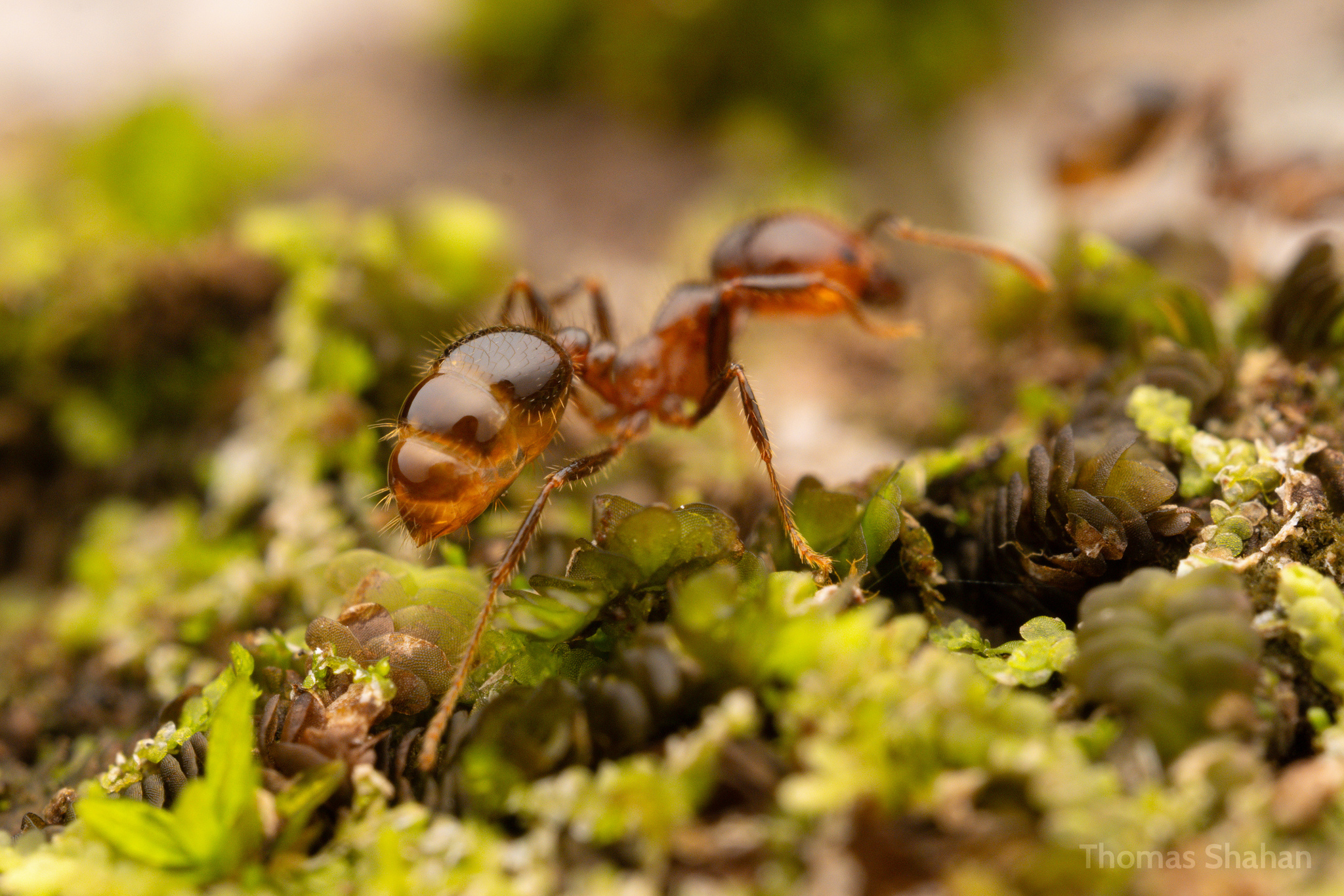 Solenopsis geminata — صورة 15