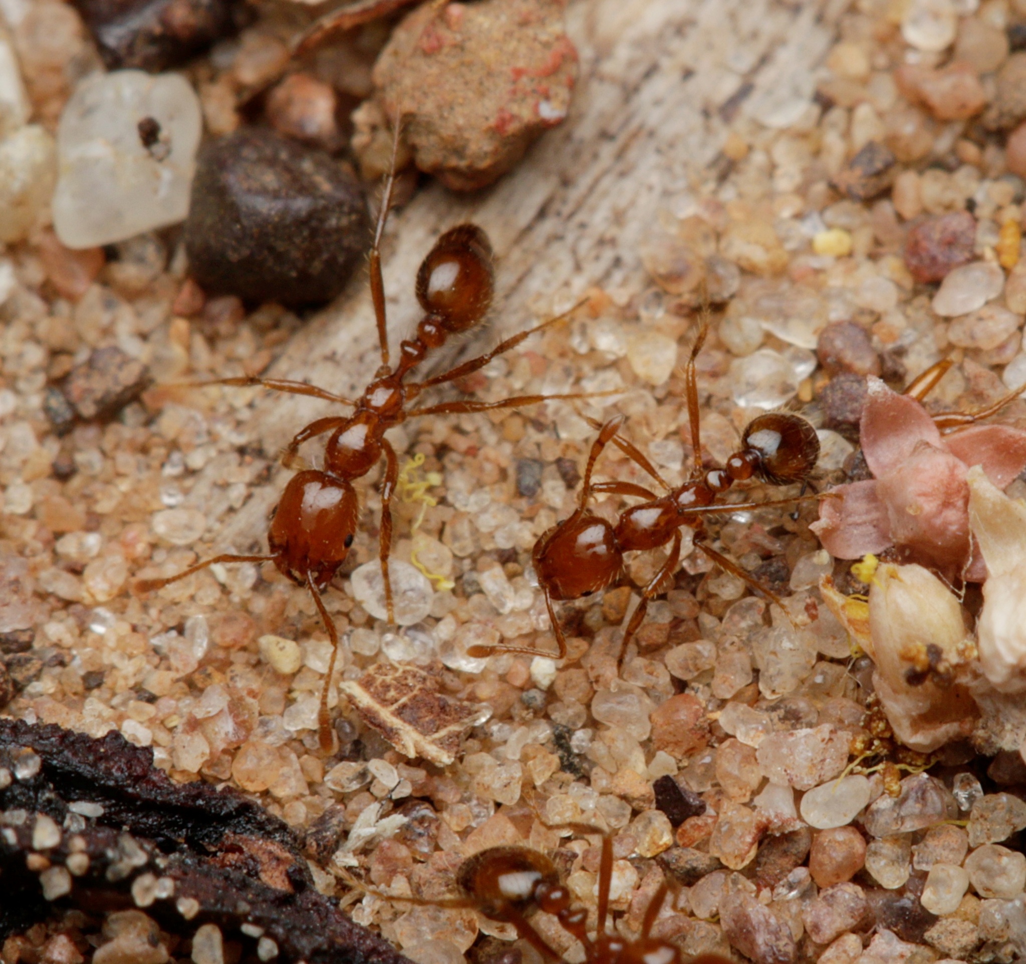 Solenopsis geminata — صورة 6