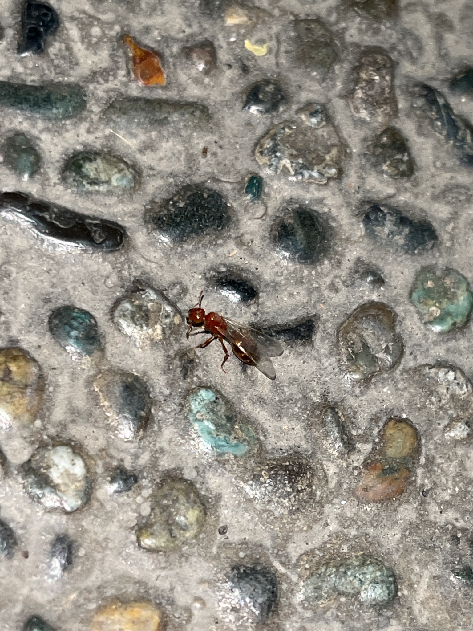 Solenopsis geminata — صورة 3