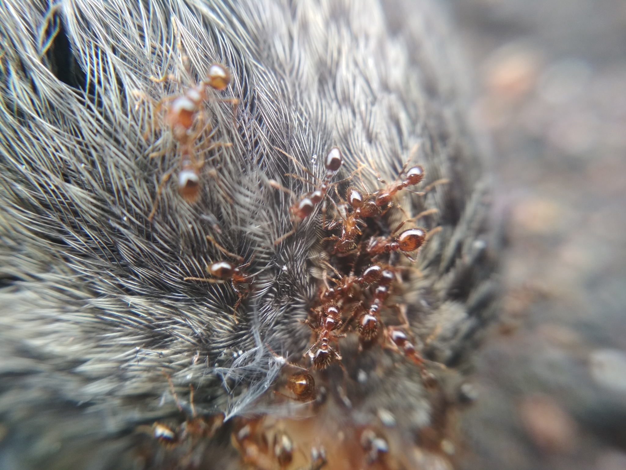 Solenopsis geminata — image 12