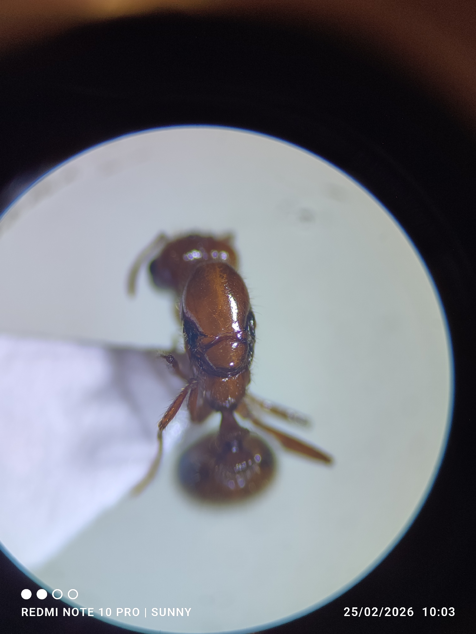 Solenopsis geminata — image 18