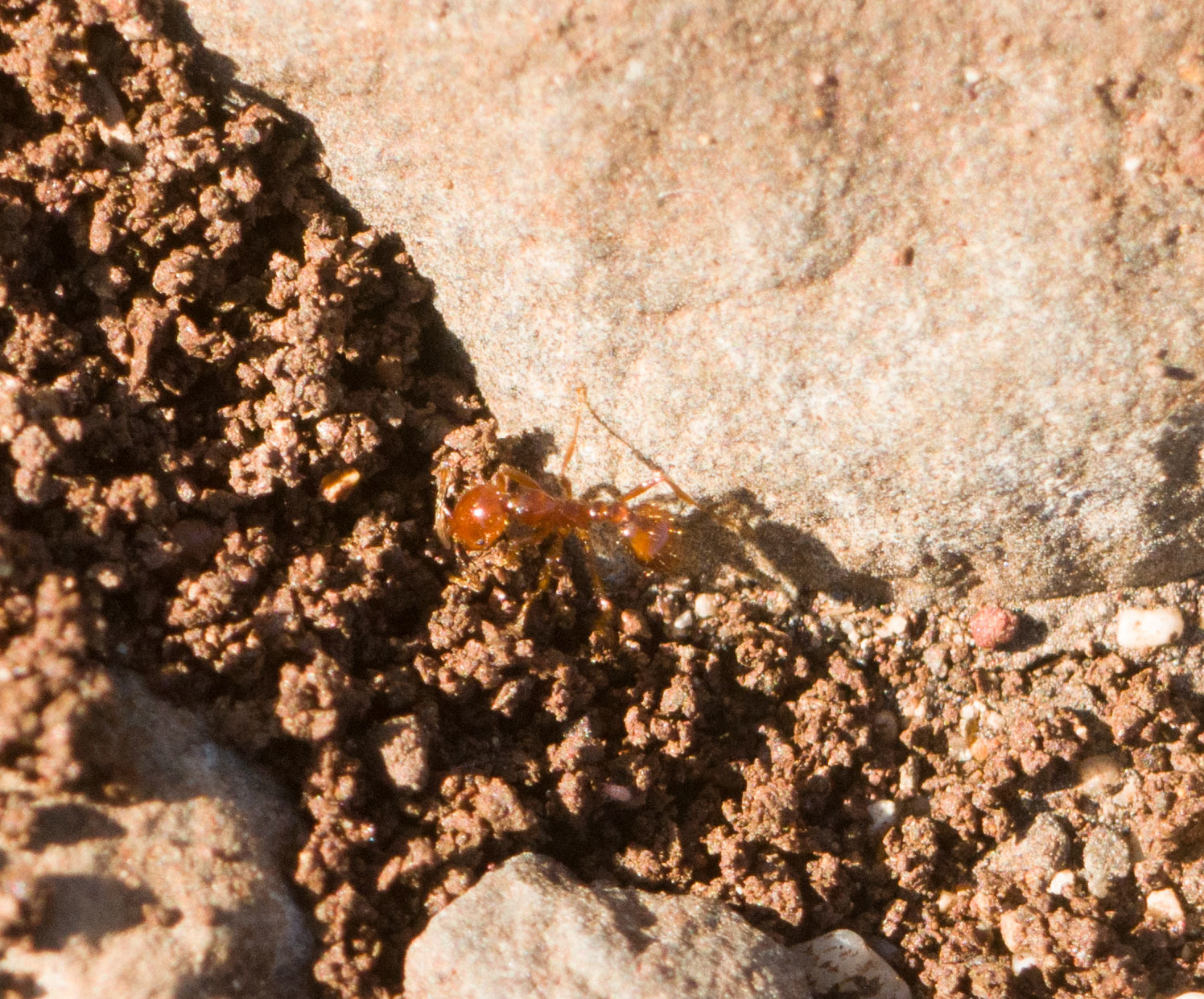 Solenopsis geminata — صورة 13