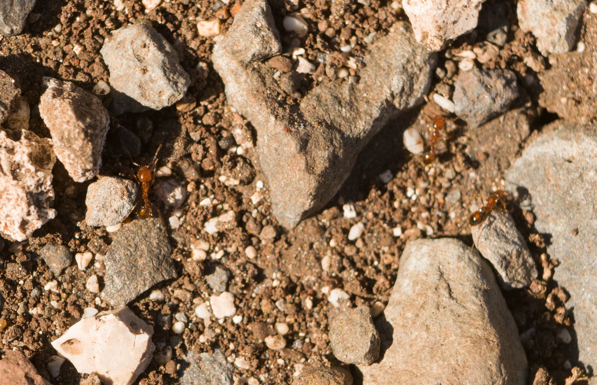 Solenopsis geminata — صورة 5