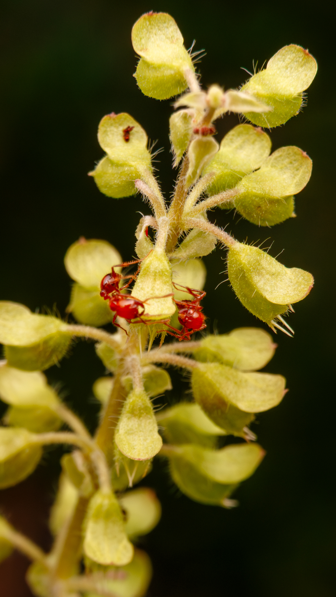 Solenopsis geminata — صورة 10