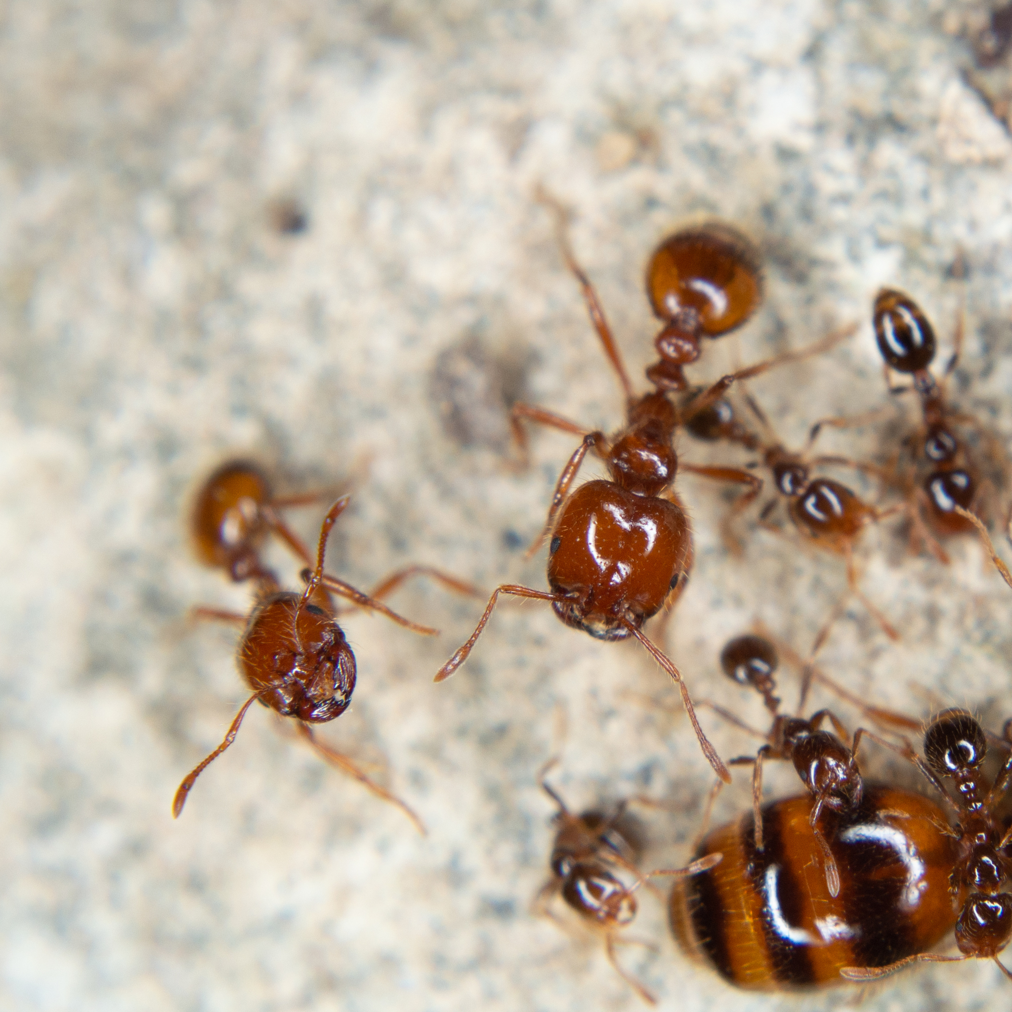 Solenopsis geminata — image 3