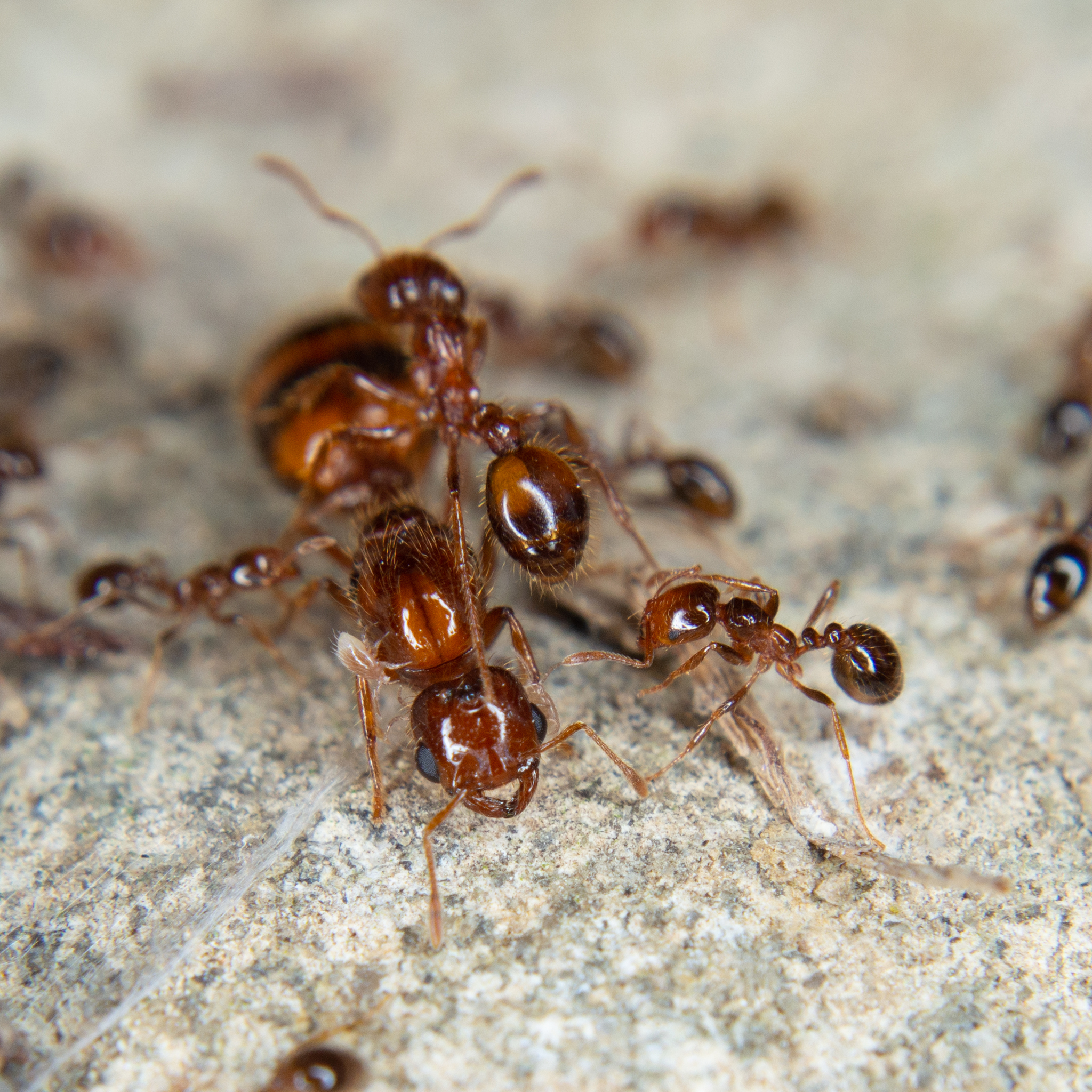 Solenopsis geminata — صورة 9