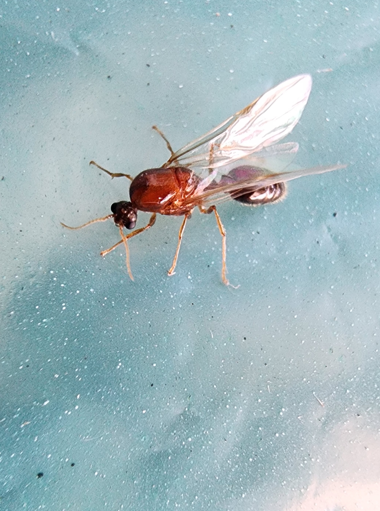 Solenopsis geminata — image 10