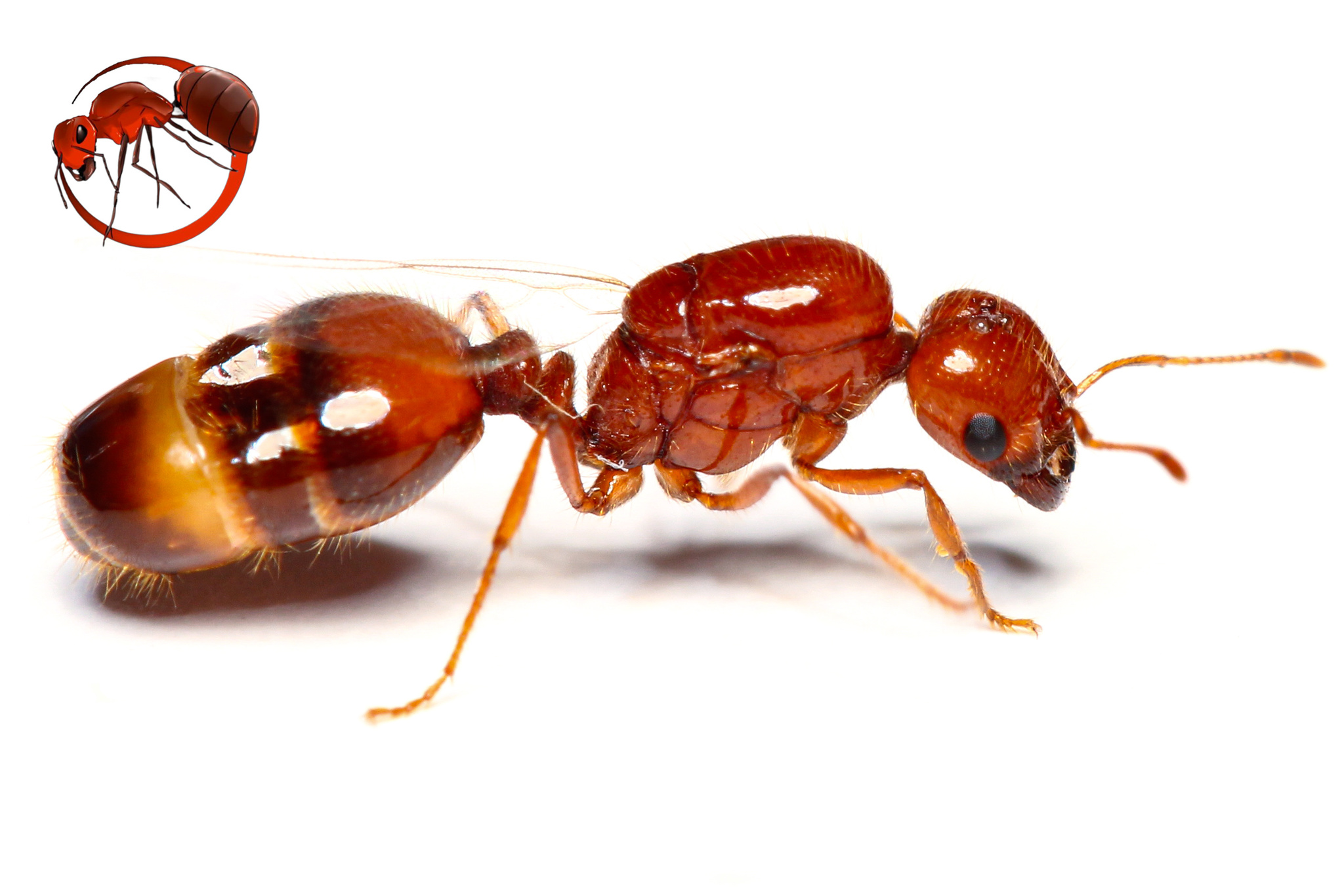 Solenopsis geminata — image 15